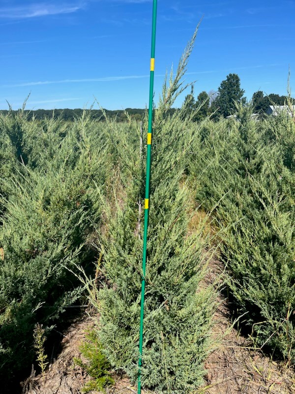 Juniper Glauca Hetzi Staked 5ft 1 9 10 24