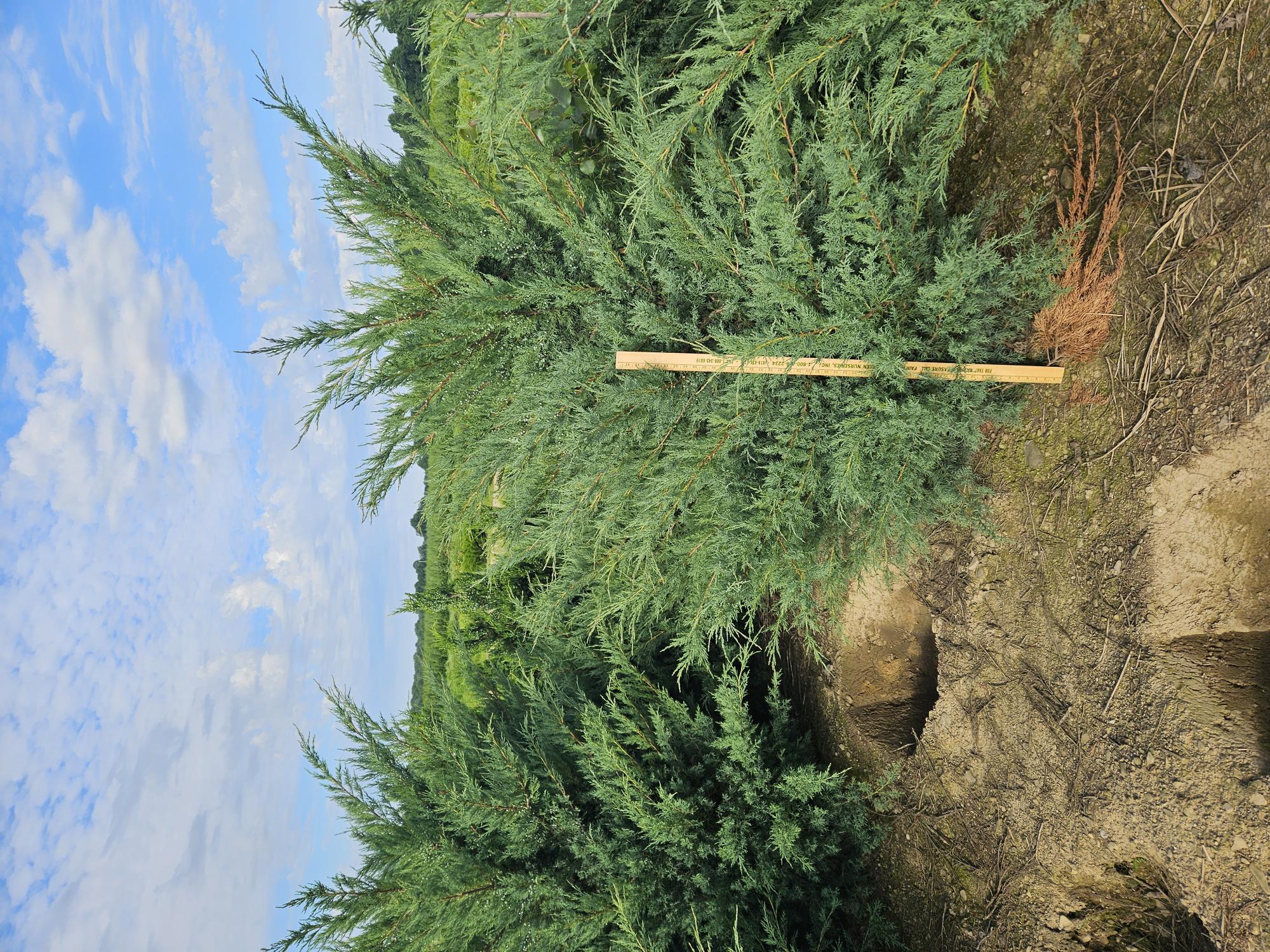 Juniper Glauca Hetzi Staked 6ft 6 13 24 v2