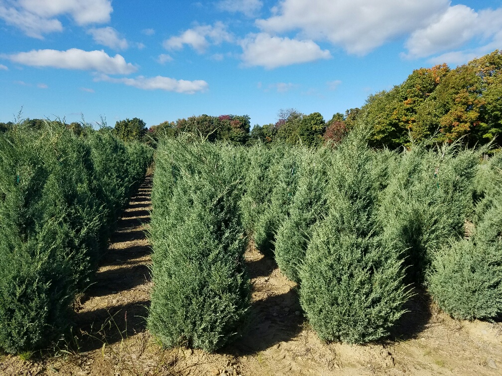 Juniper Glauca Hetzi Staked Lukas S 10 14