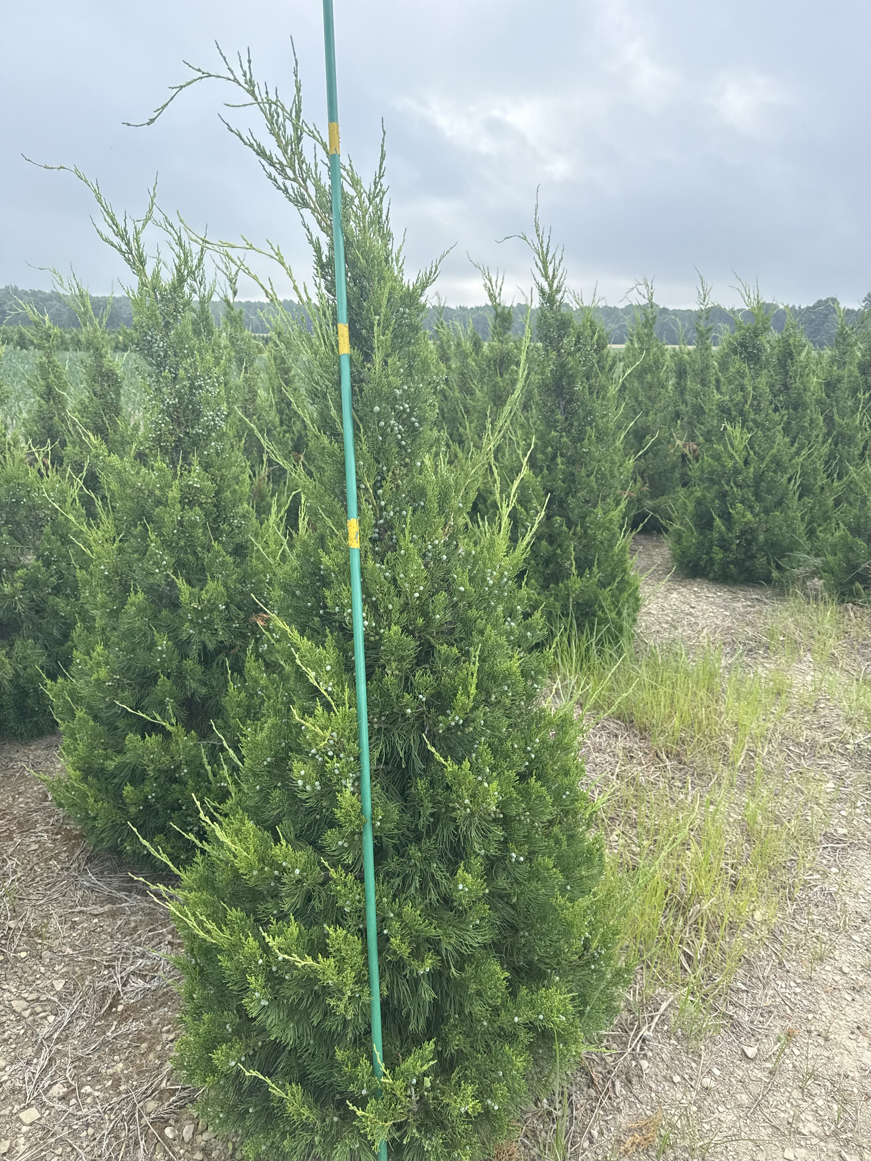 Juniper Hetz Columnaris 5ft 7 7 25