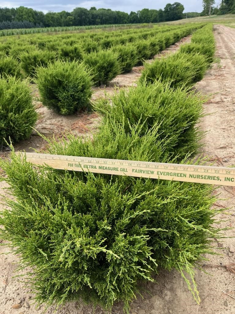 Juniper Sea Green 18in 6 10 24