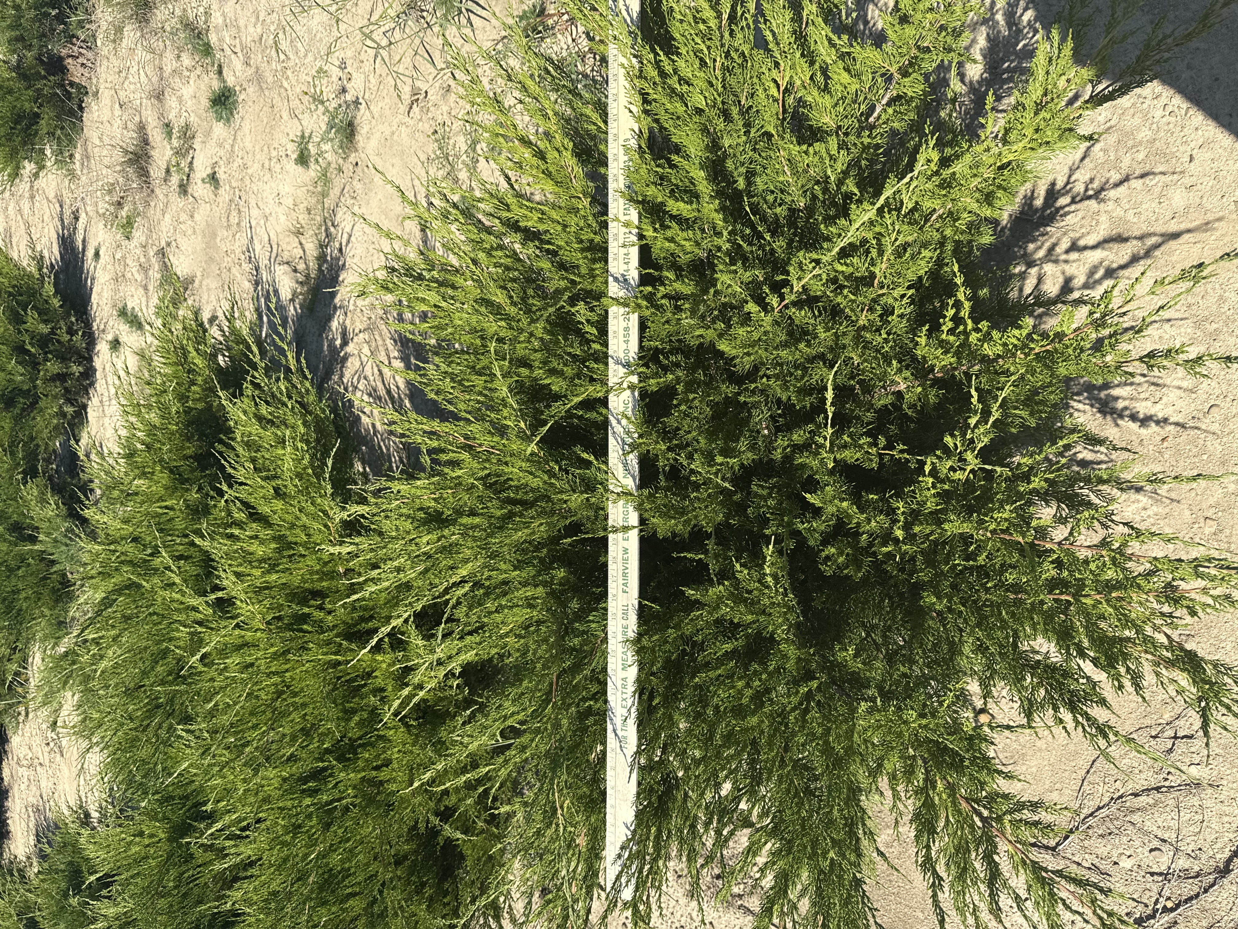 Juniper Sea Green 3ft 9 11 25