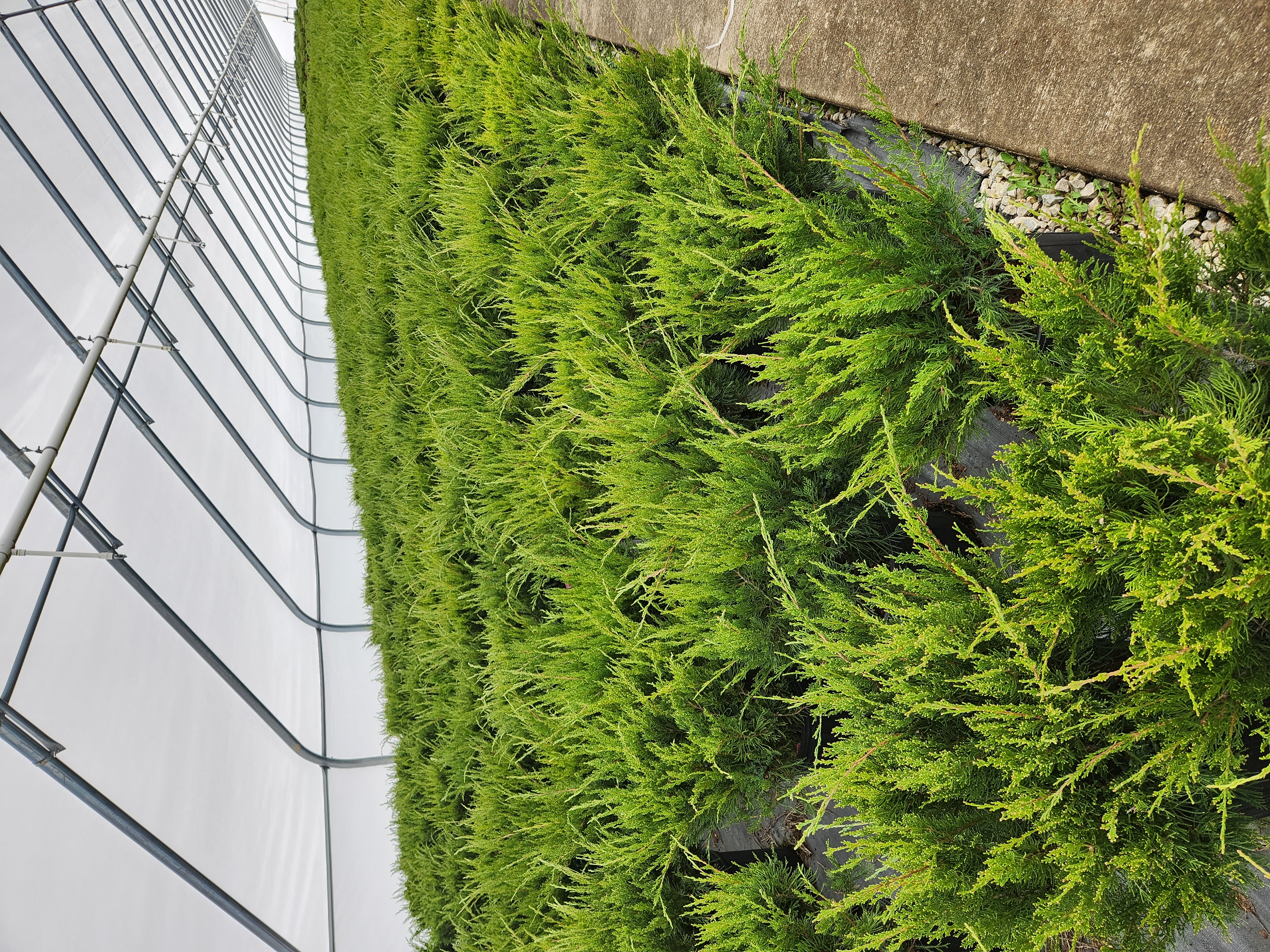 Juniper Sea Green 3g 3 15 24