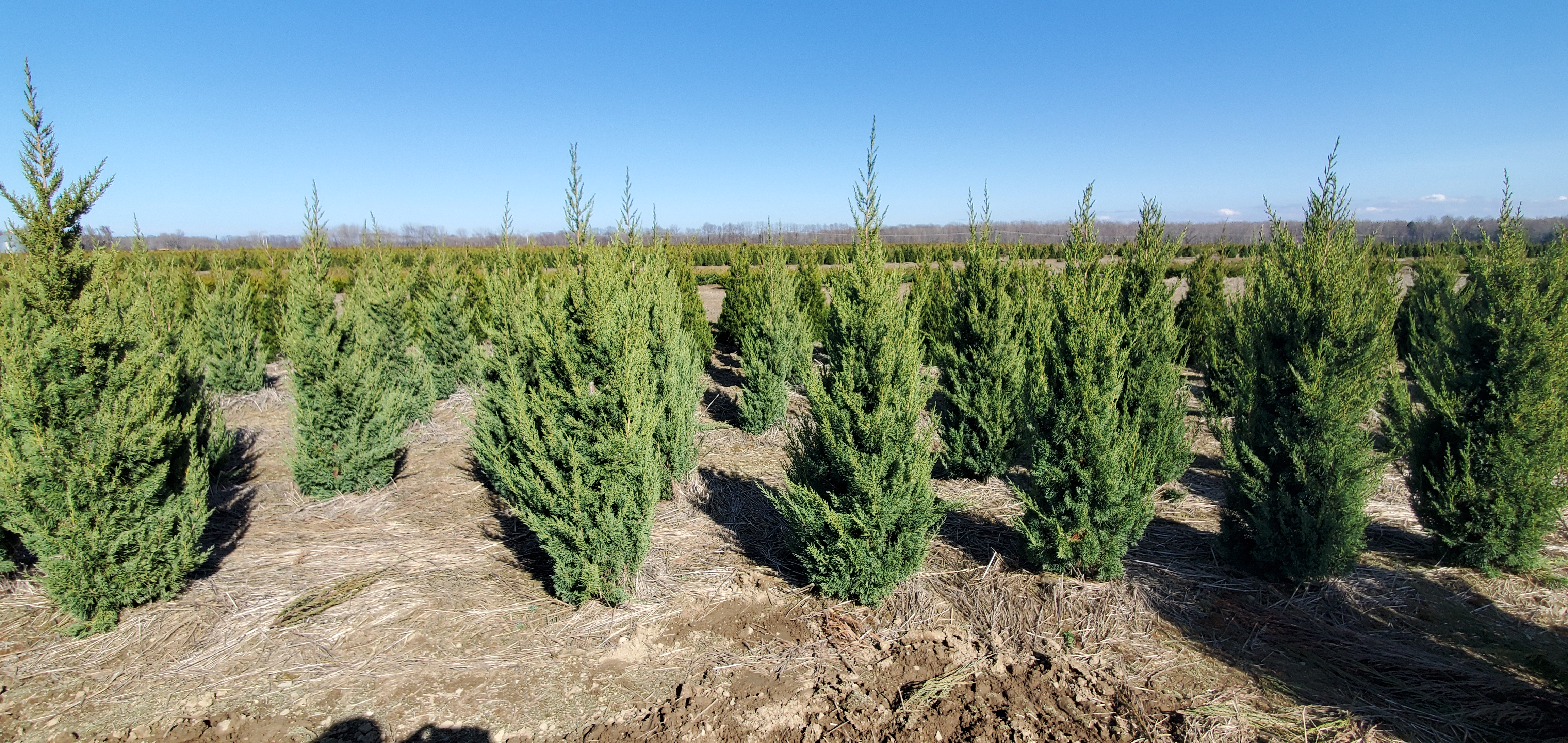 Juniper Trautman 2 4 1 24