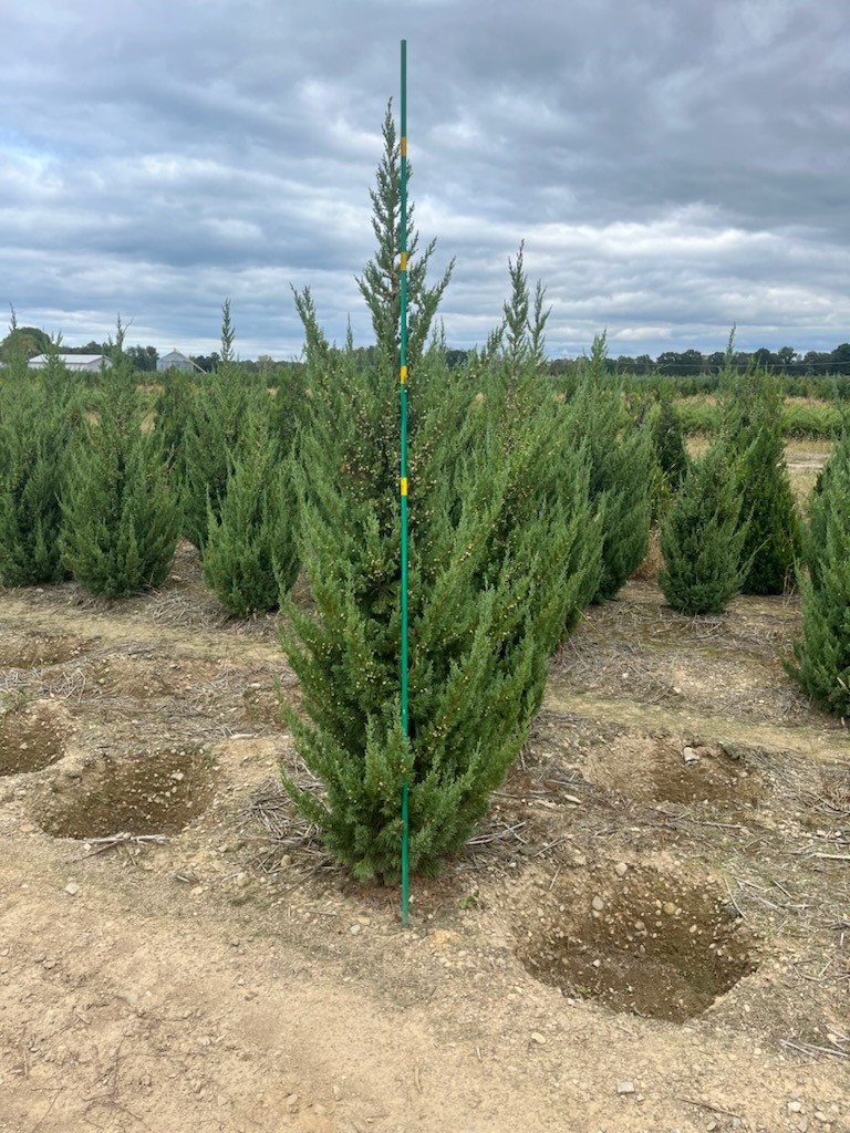 Juniper Trautman 6ft 9 30 24