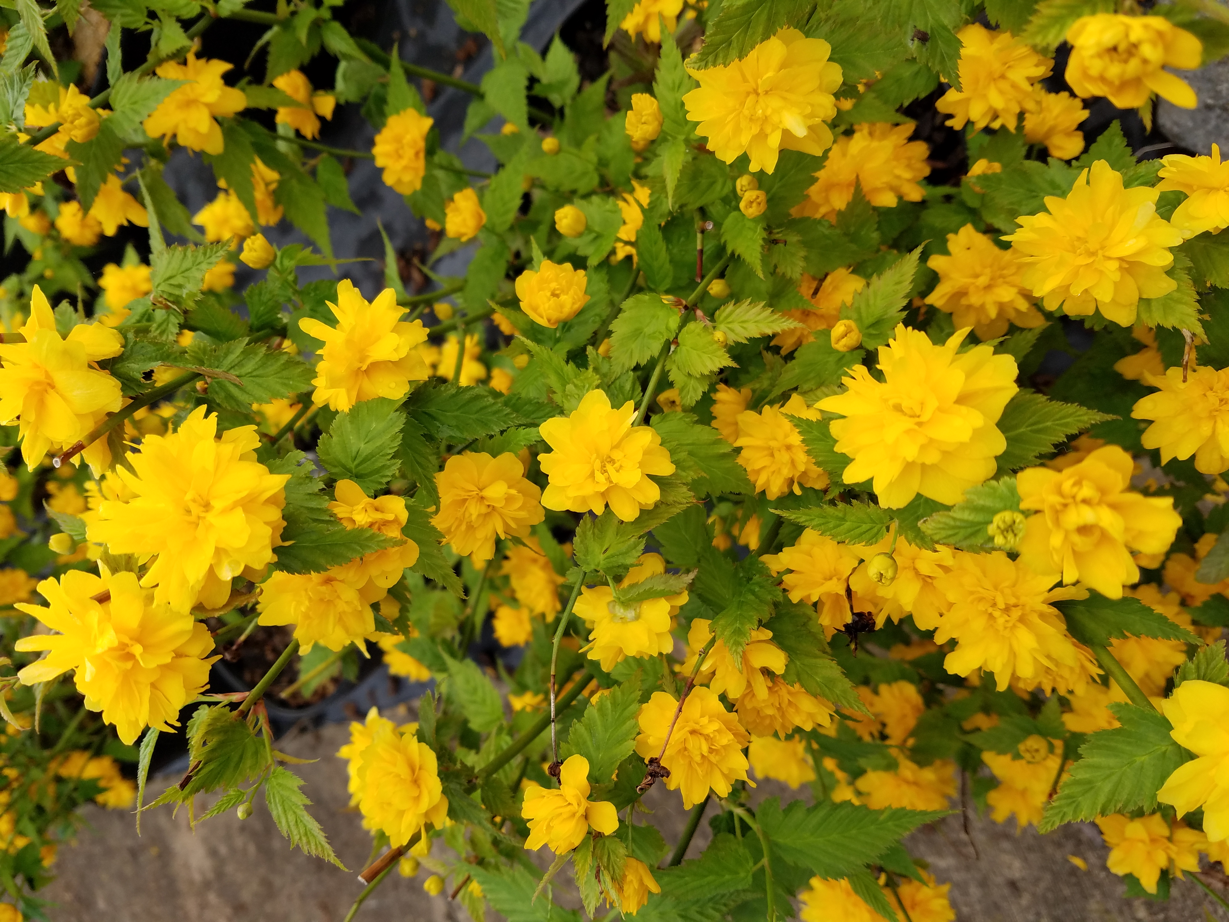 Kerria Jap Rose 3gal 2018