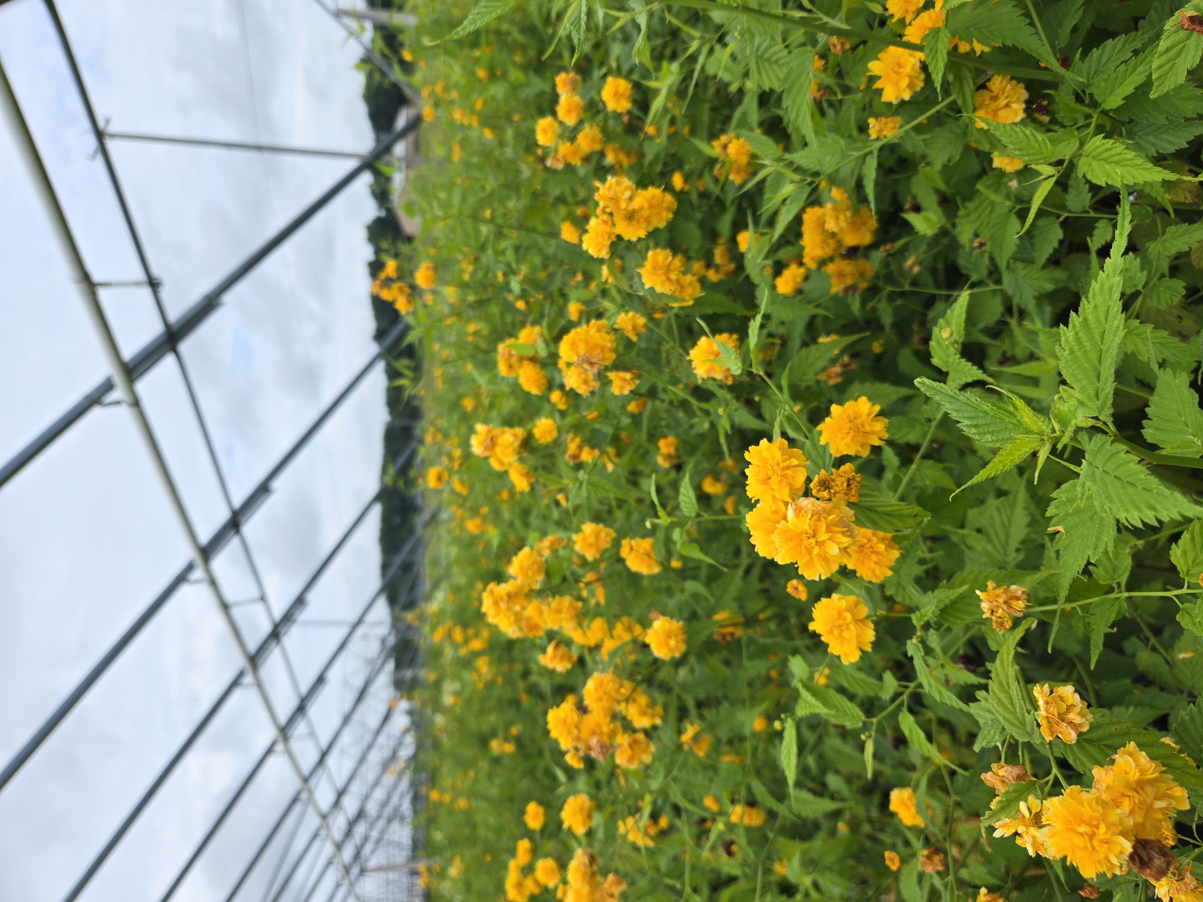 Kerria Pleniflora 7 25 25