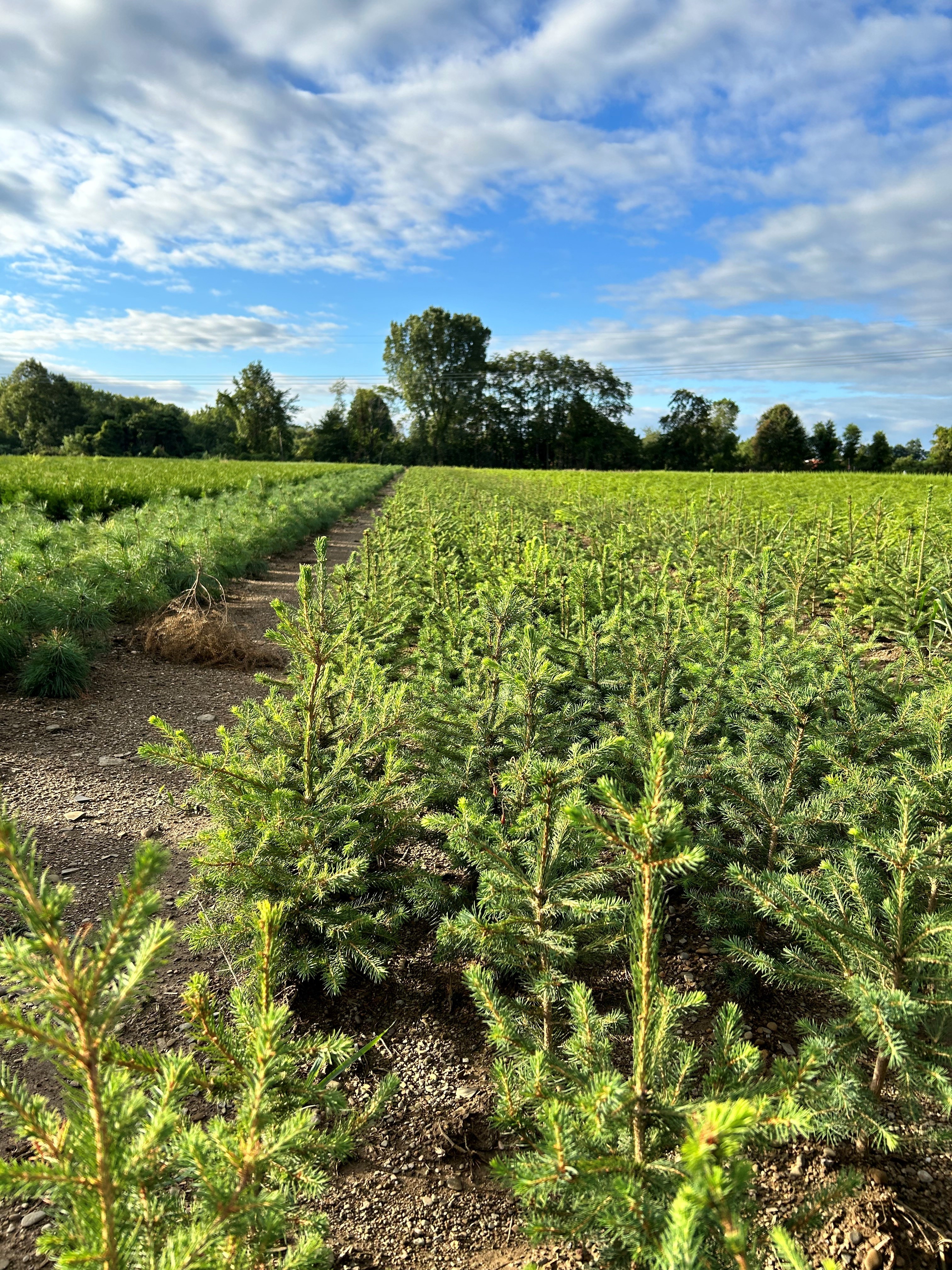 Picea Abies Liners 8 12 24