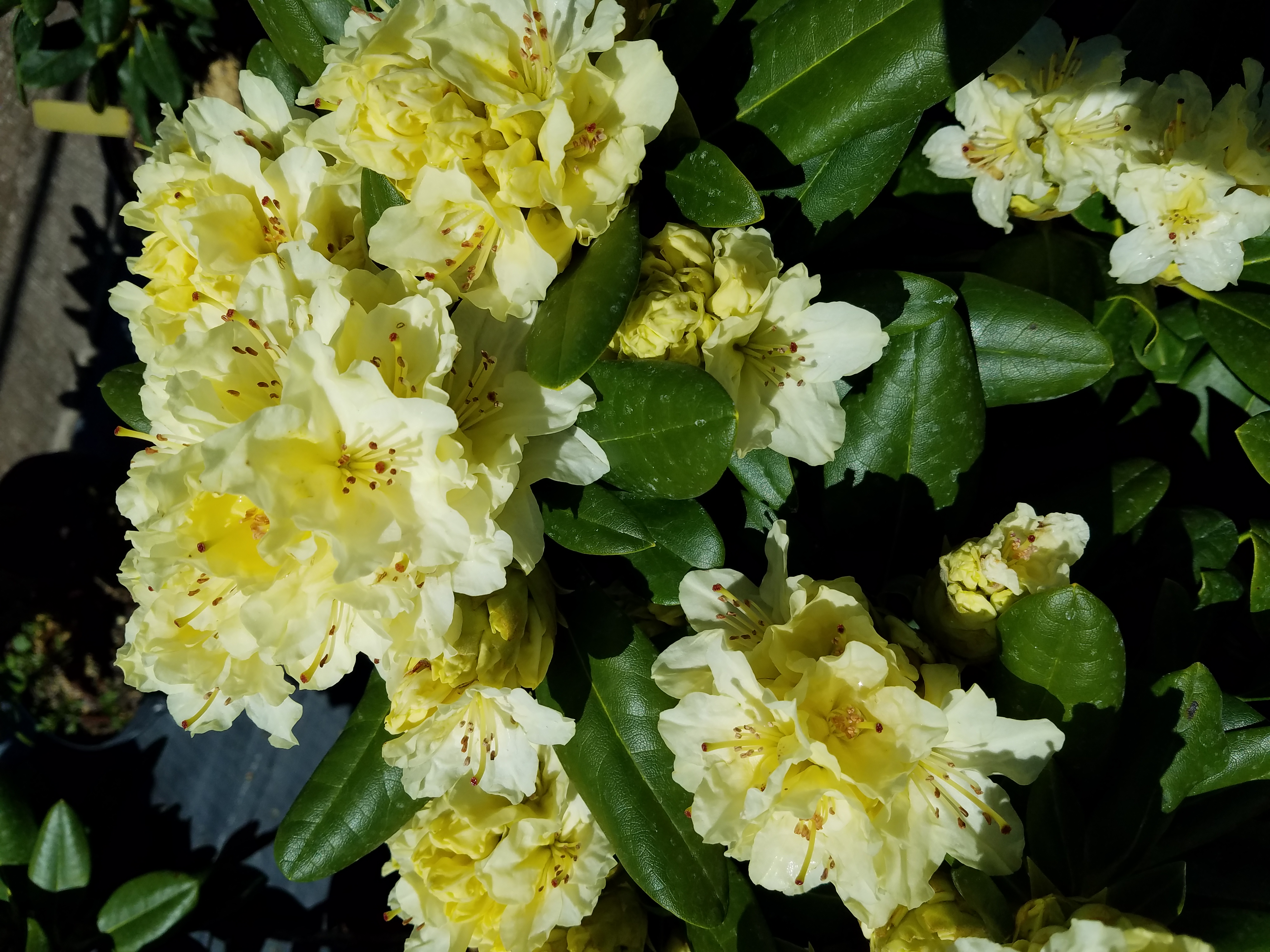 Rhodo Capistrano 3 3 5 16