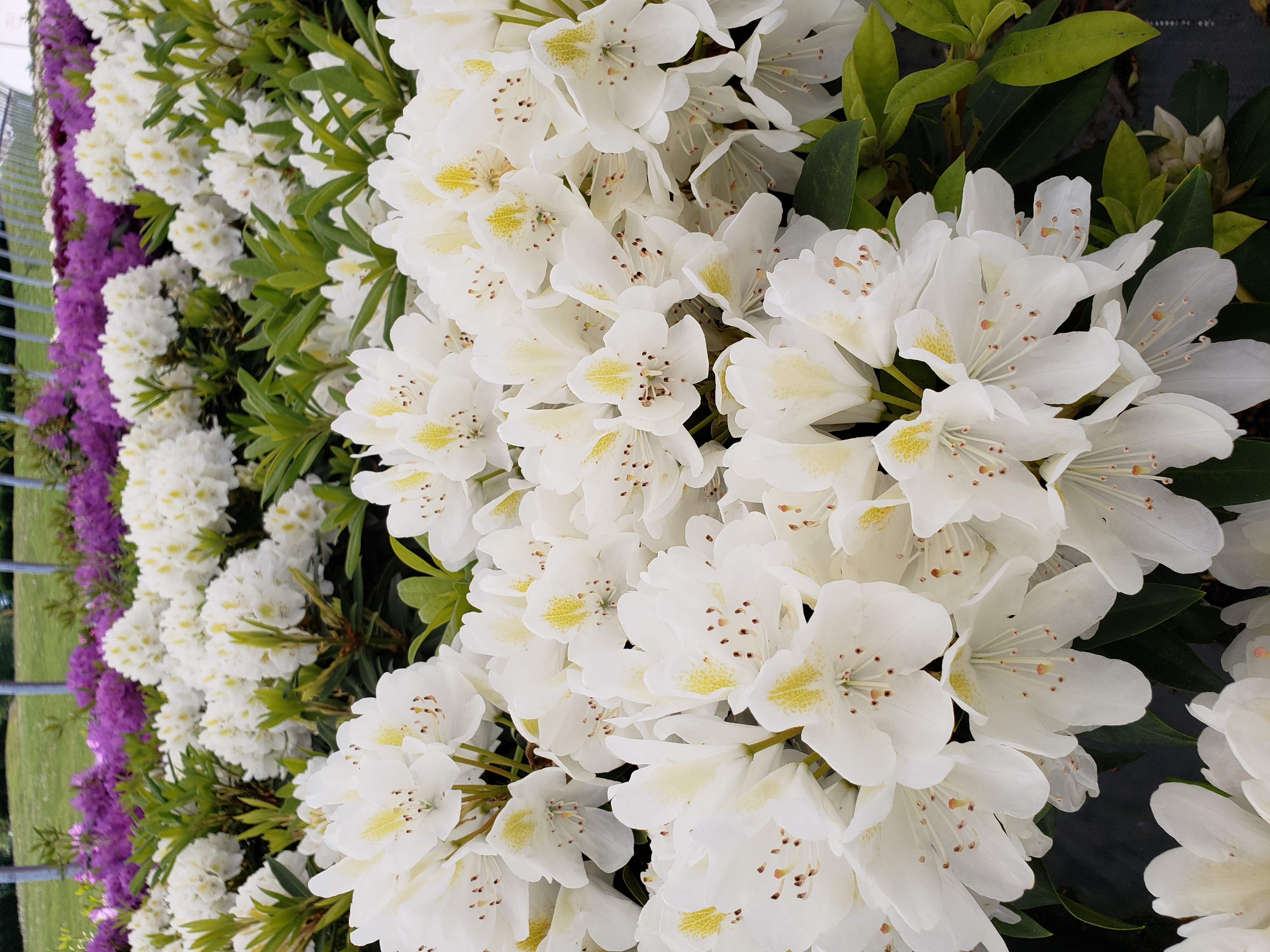 Rhodo Cat Alba bloom