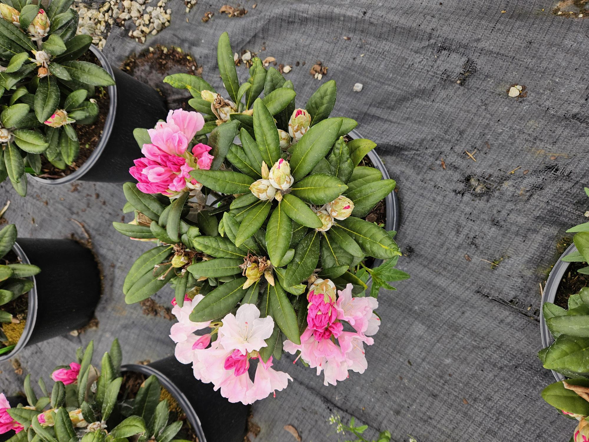 Rhodo Crete 3g 4 18 24