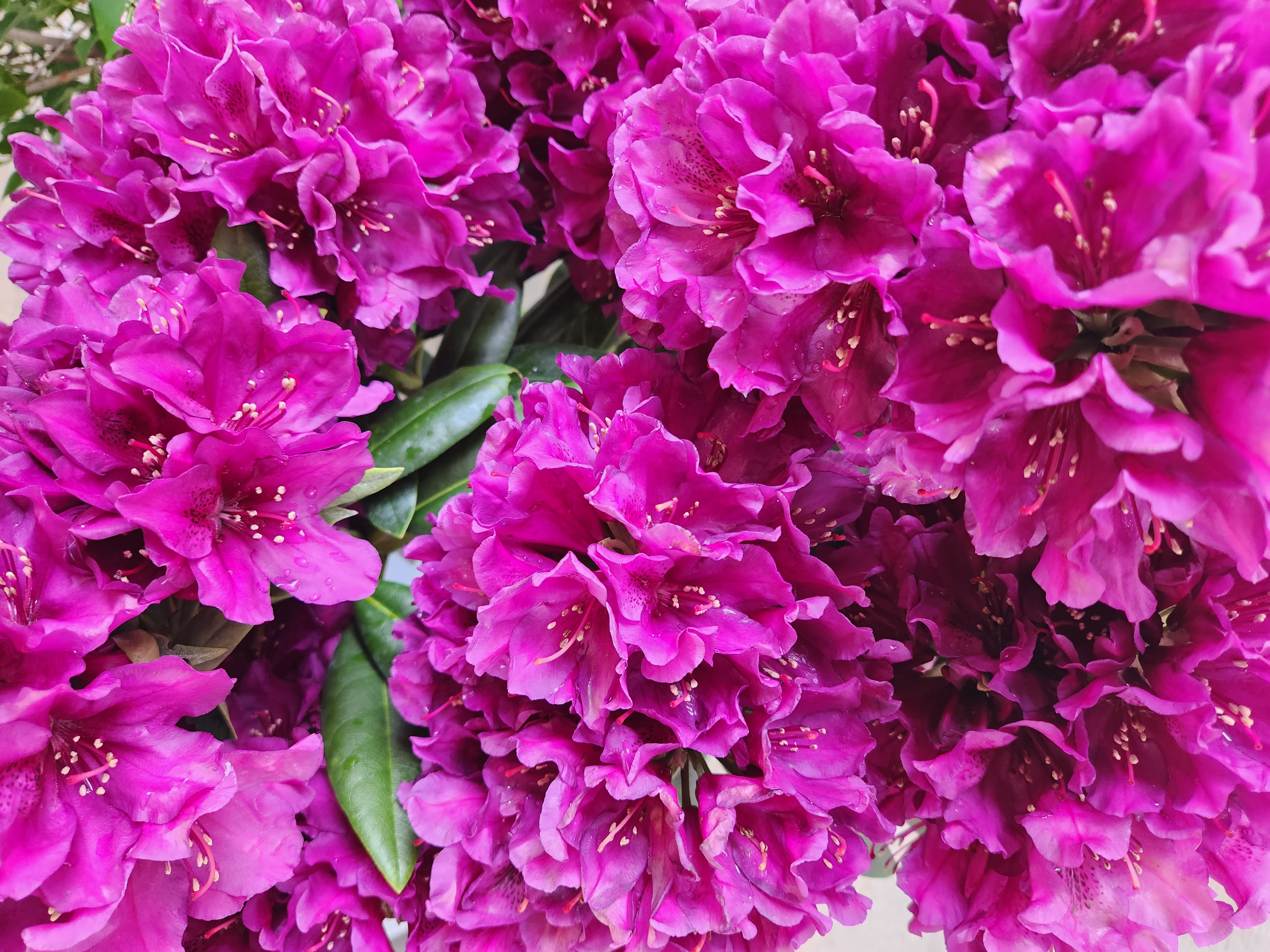 Rhododendron Polarnacht