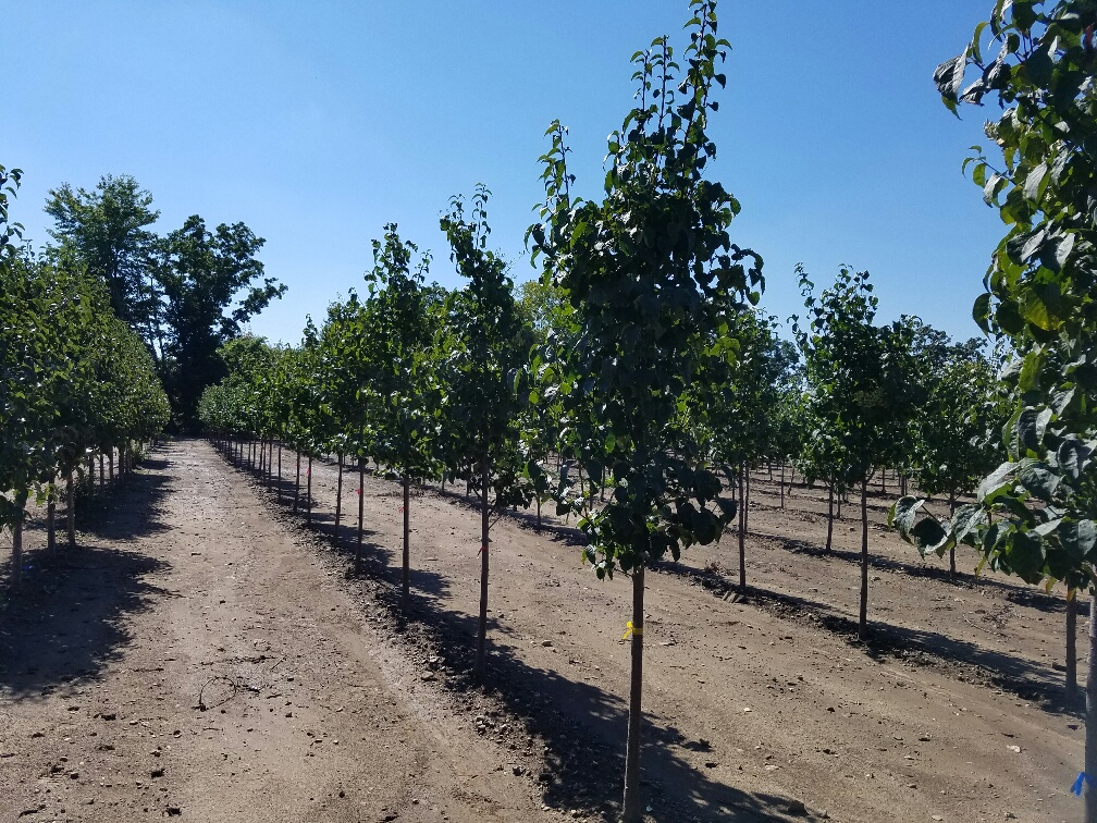 Syringa Ivory Silk Weigel 9 16