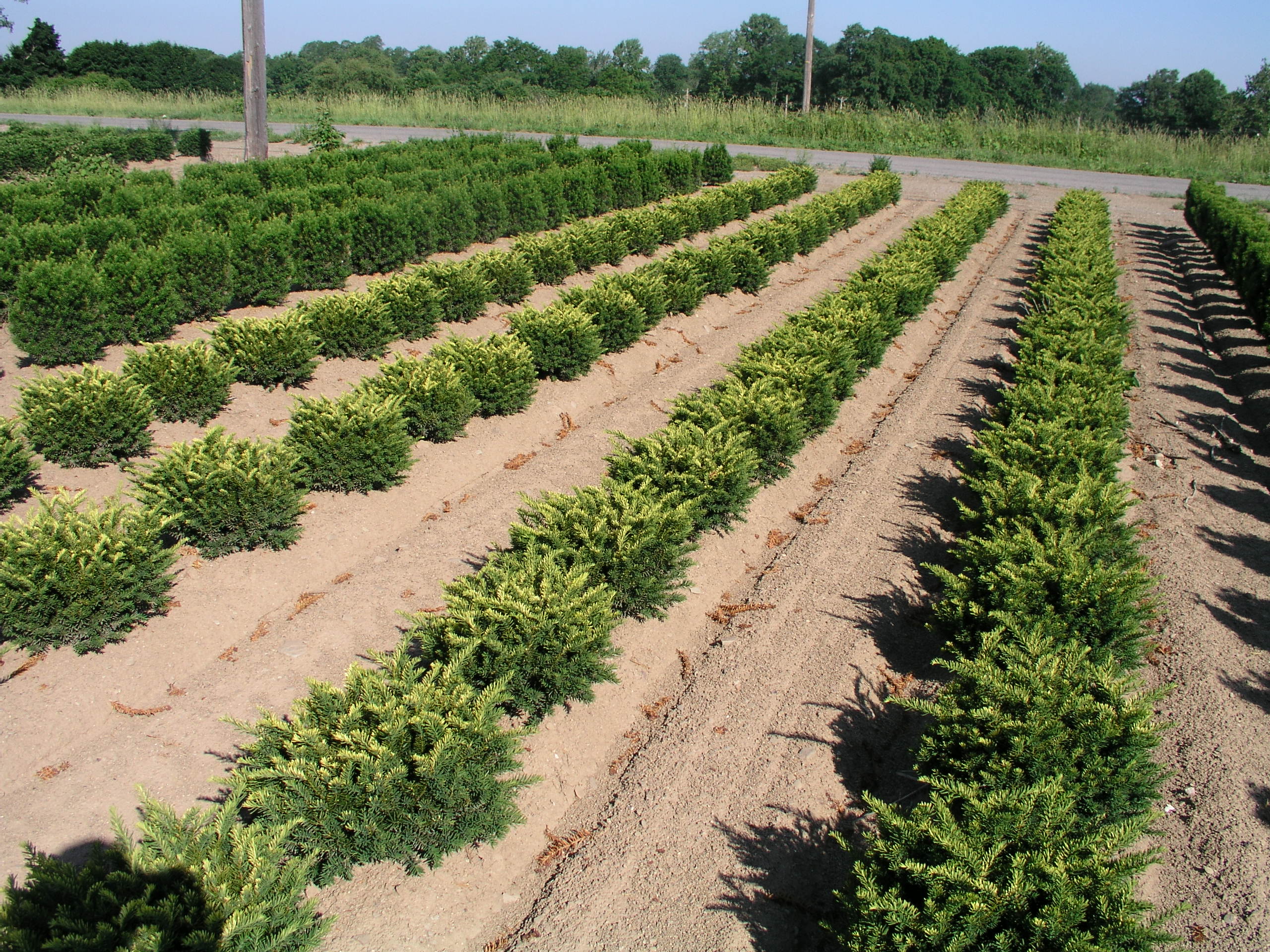 Tauntoni 15in Cipolla 2