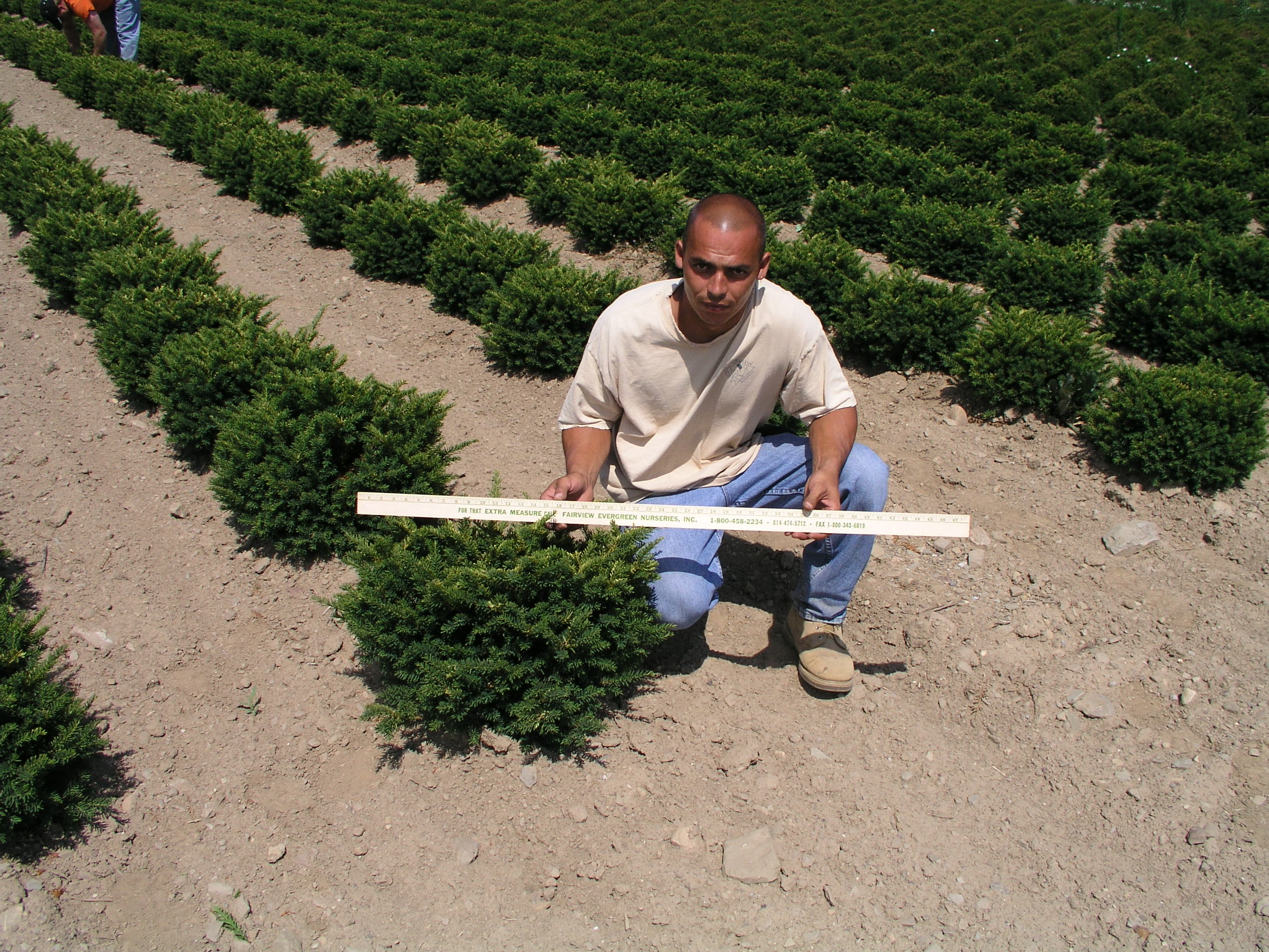 Tauntoni measured by Luis