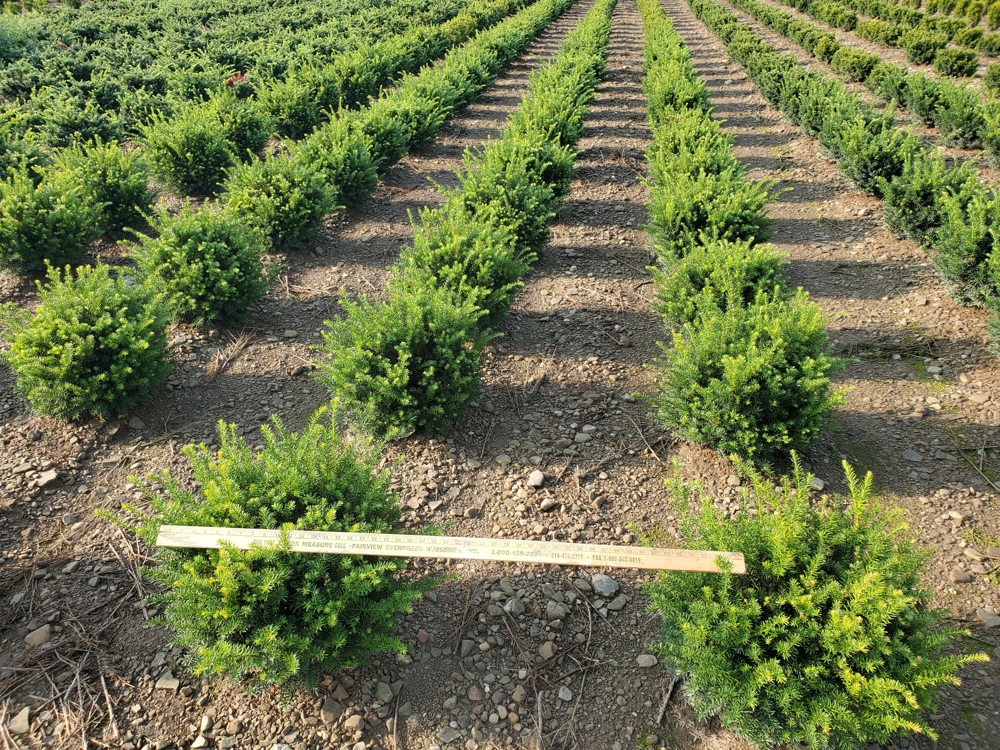 Taxus Browni 18in 7 24 20