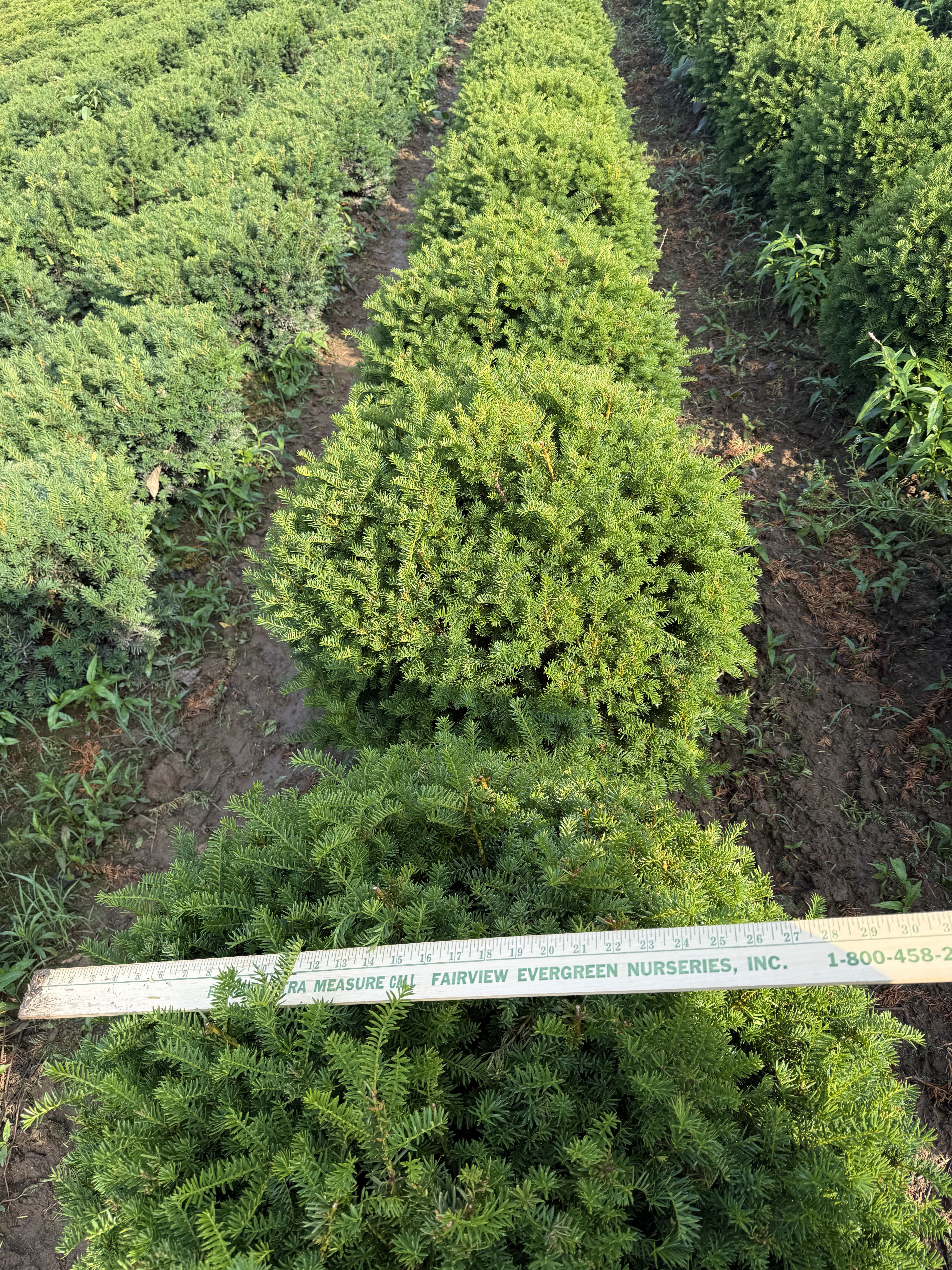 Taxus Browni 2ft 2 6 18 25