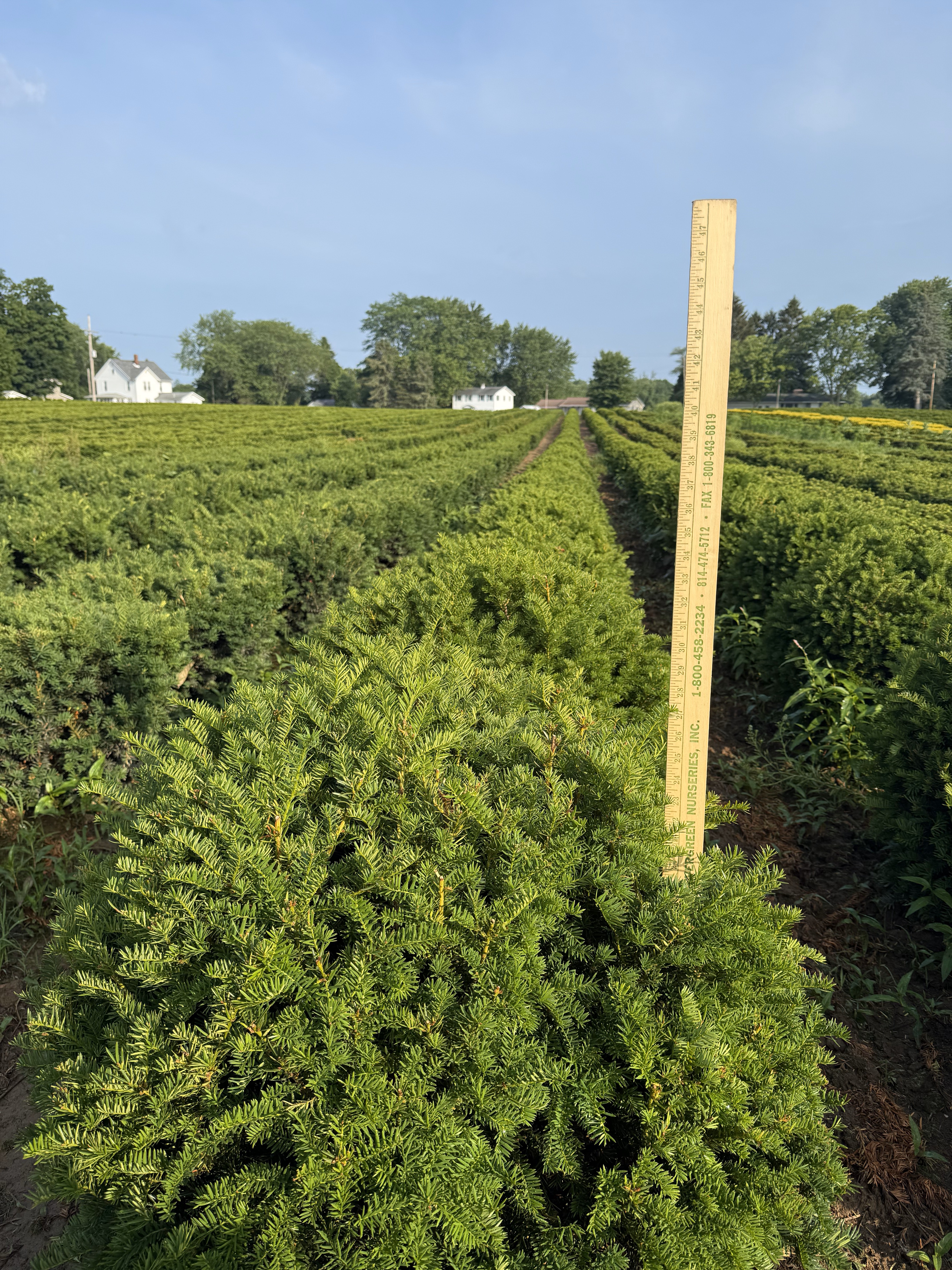 Taxus Browni 2ft 6 18 25