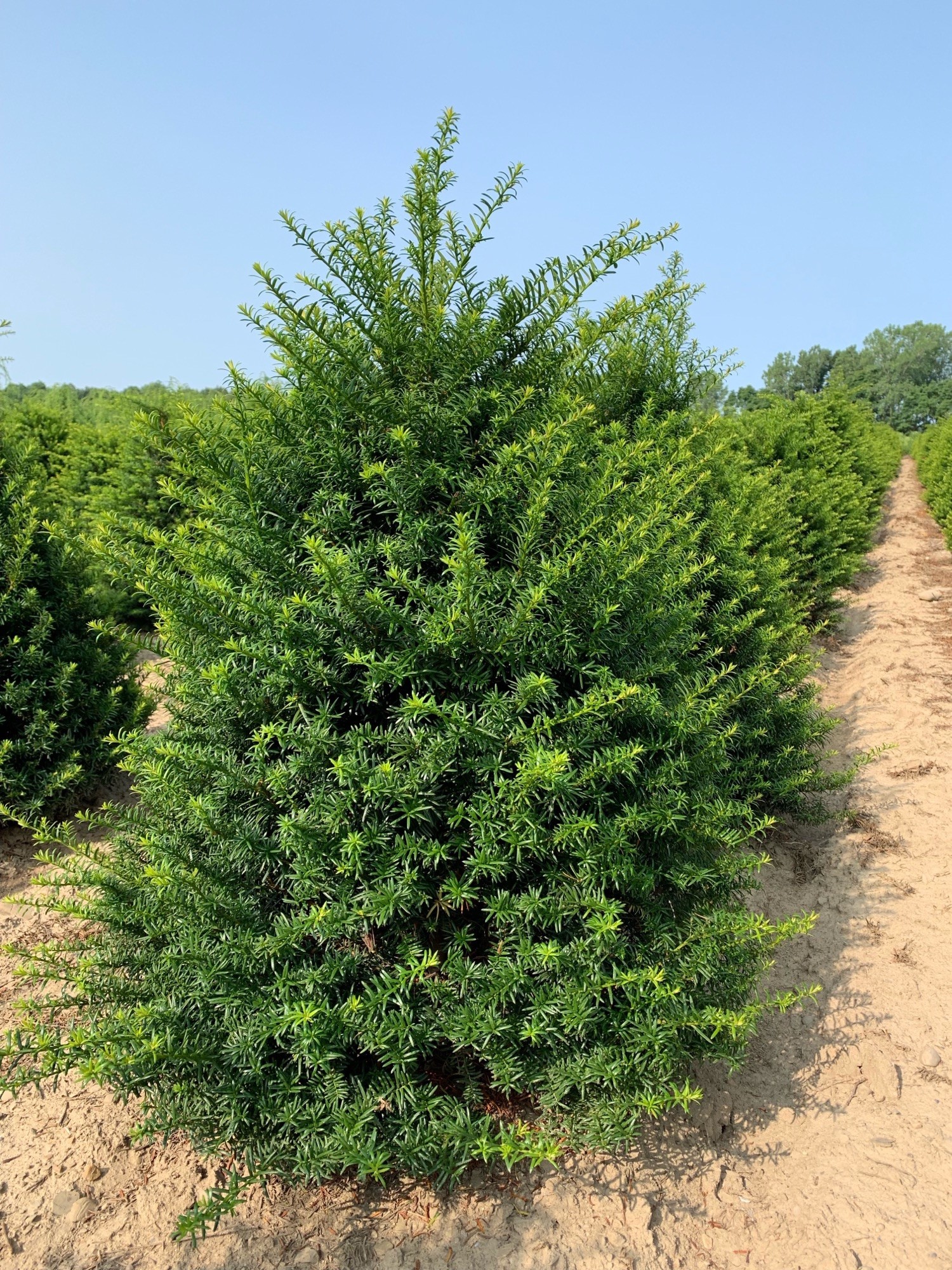 Taxus Capitata 4+ 7 9 19