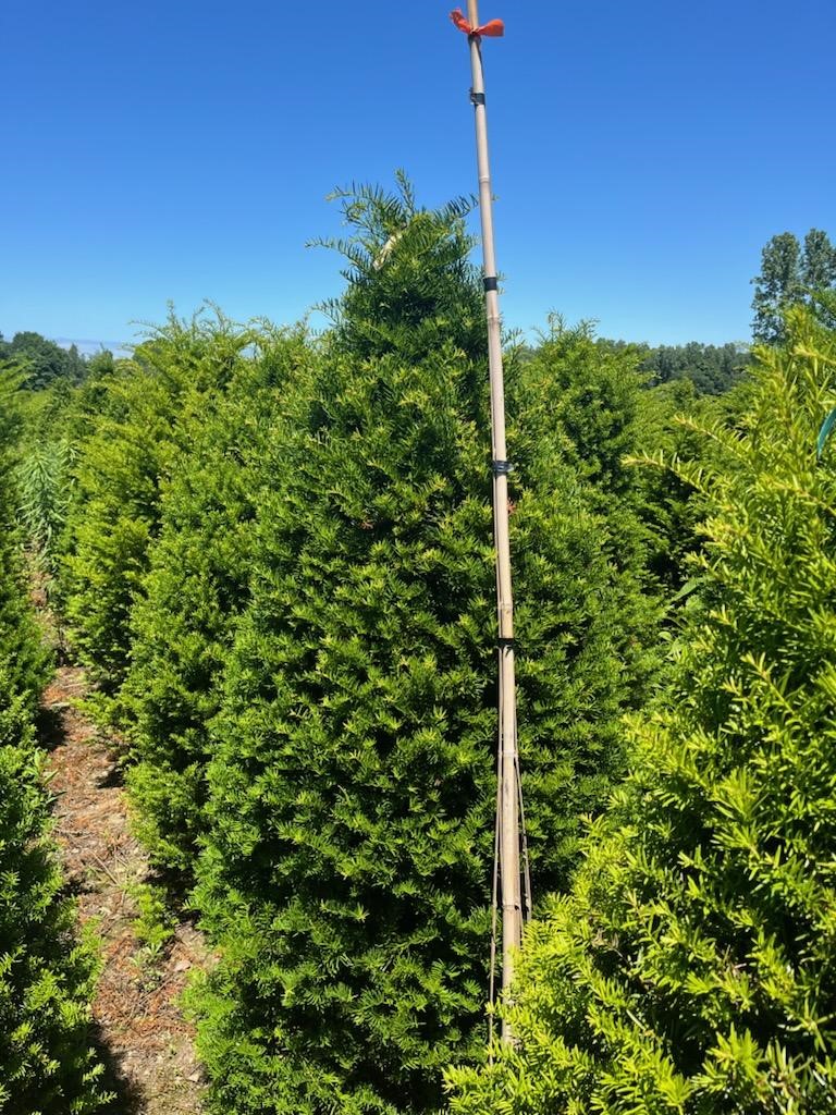 Taxus Caps 6ft 6 11 24