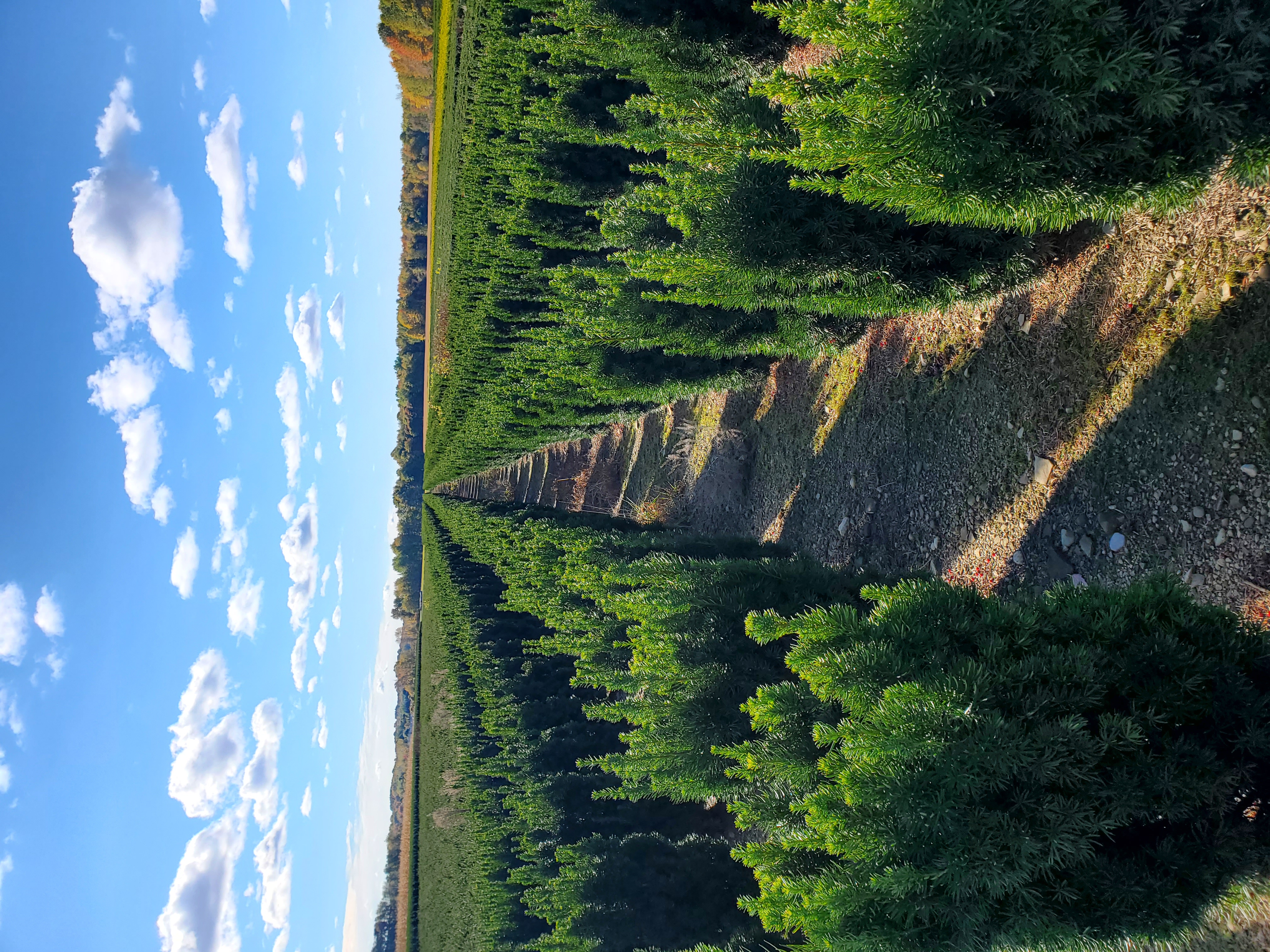 Taxus Citation 3ft rows Sturgeon C 10 16 20