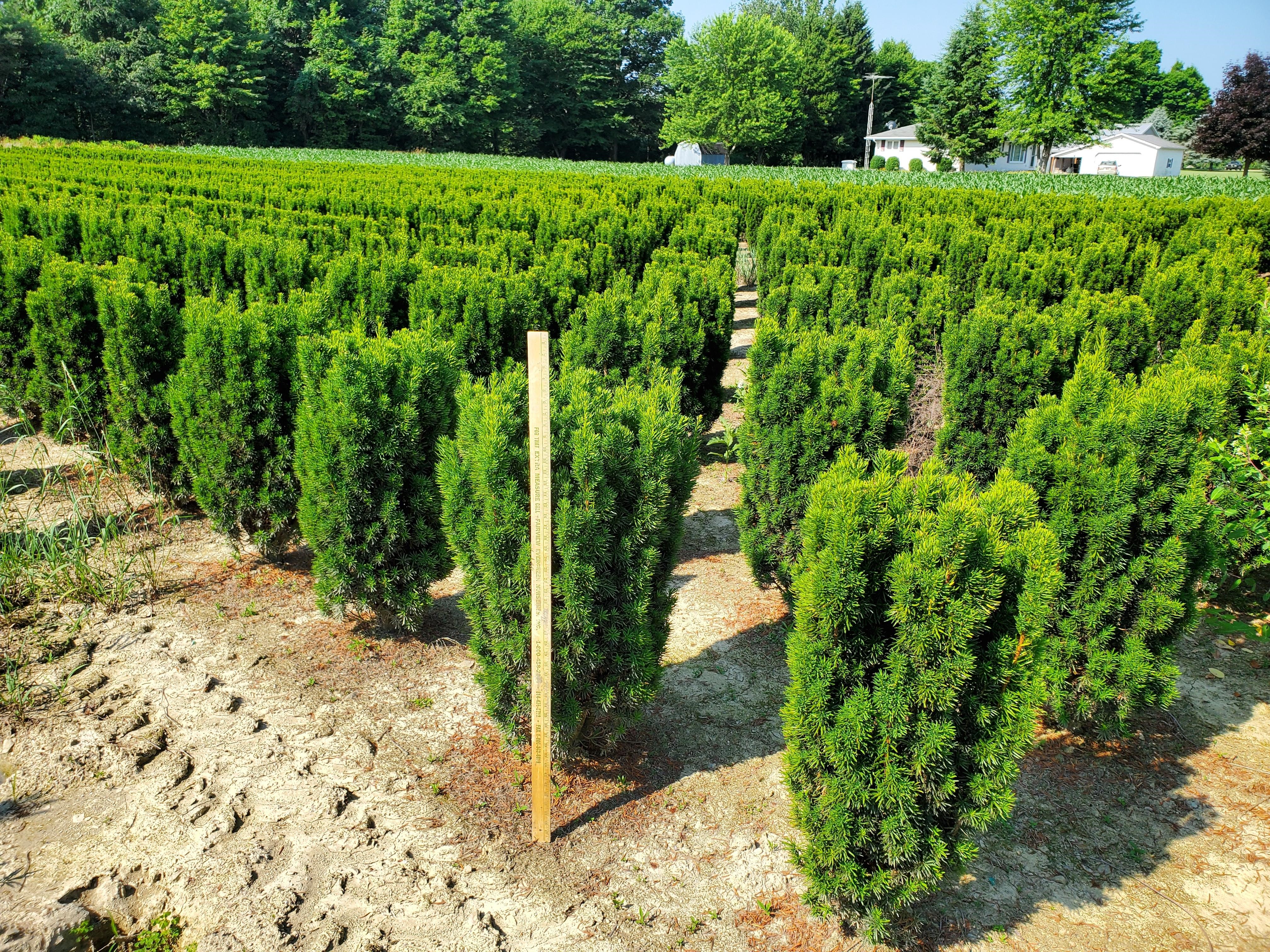 Taxus Citation on lewis 7 9 2020