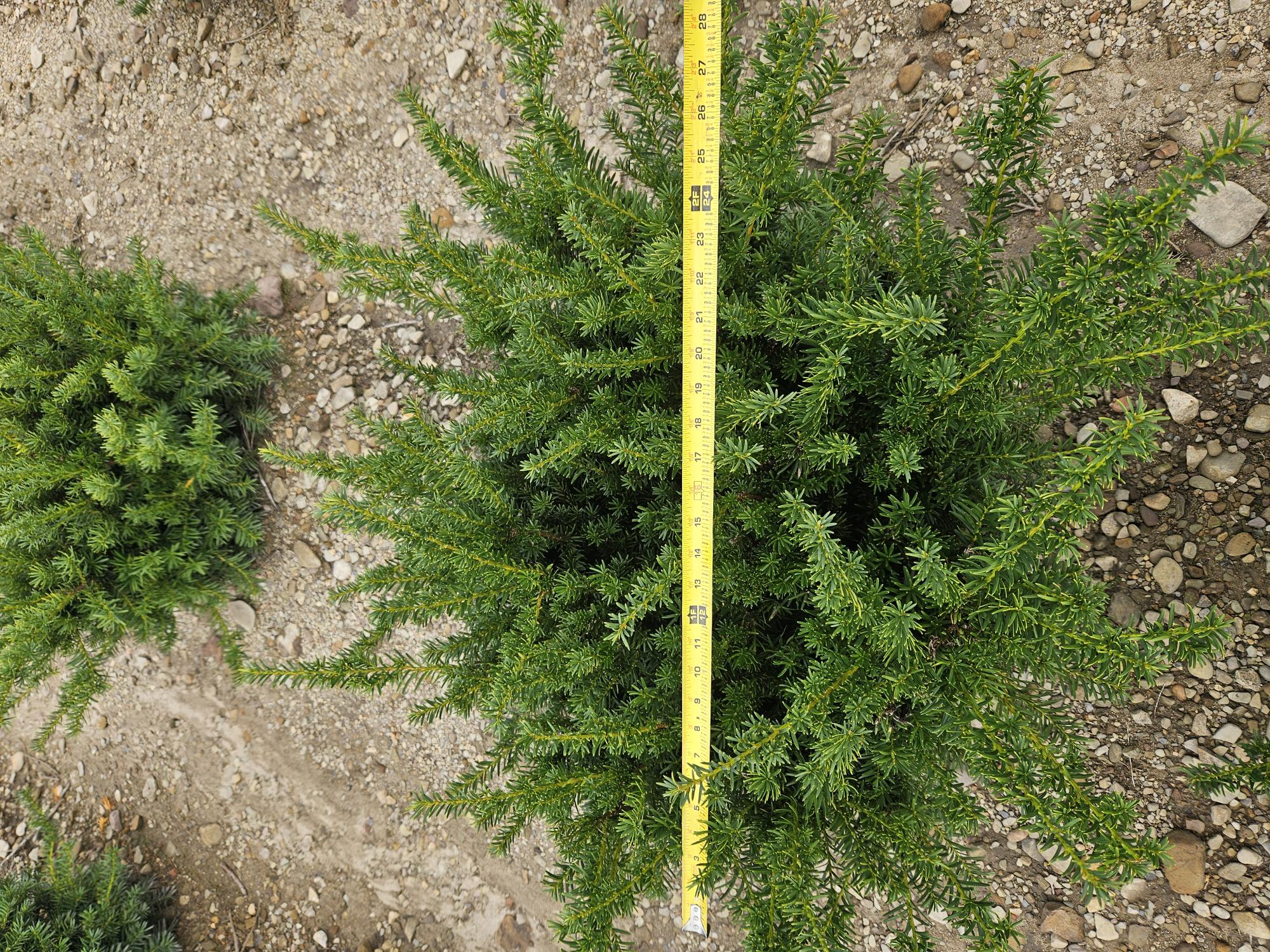 Taxus Densi 18in 1 9 26 25