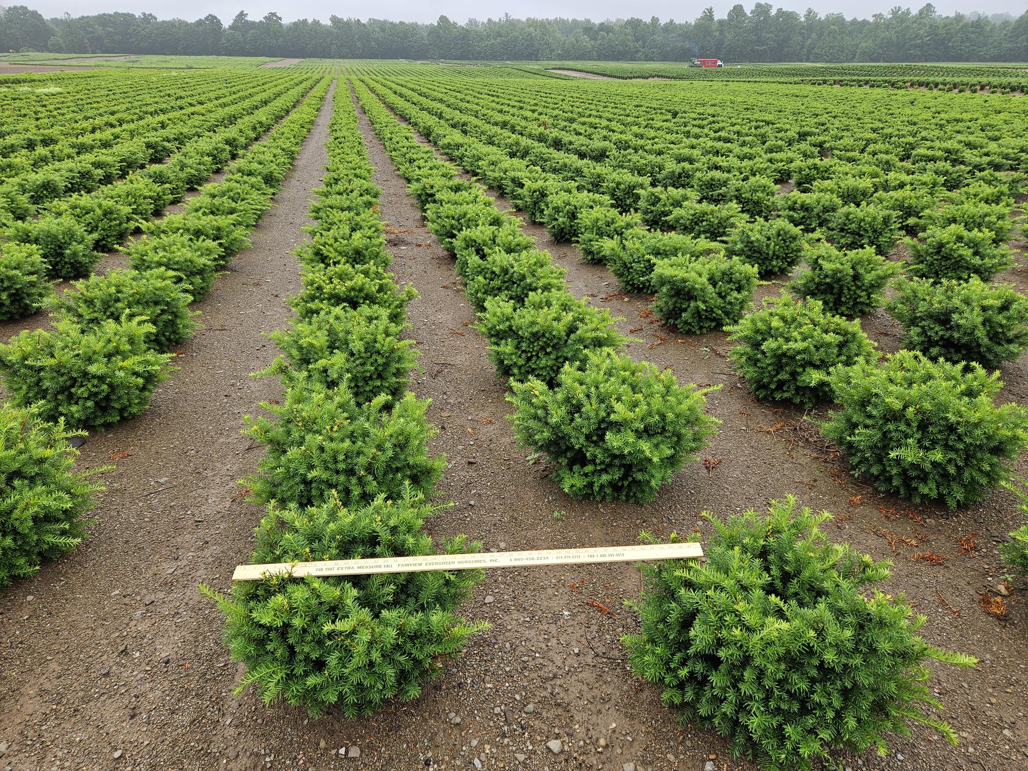 Taxus Densi 18in 6 6 24