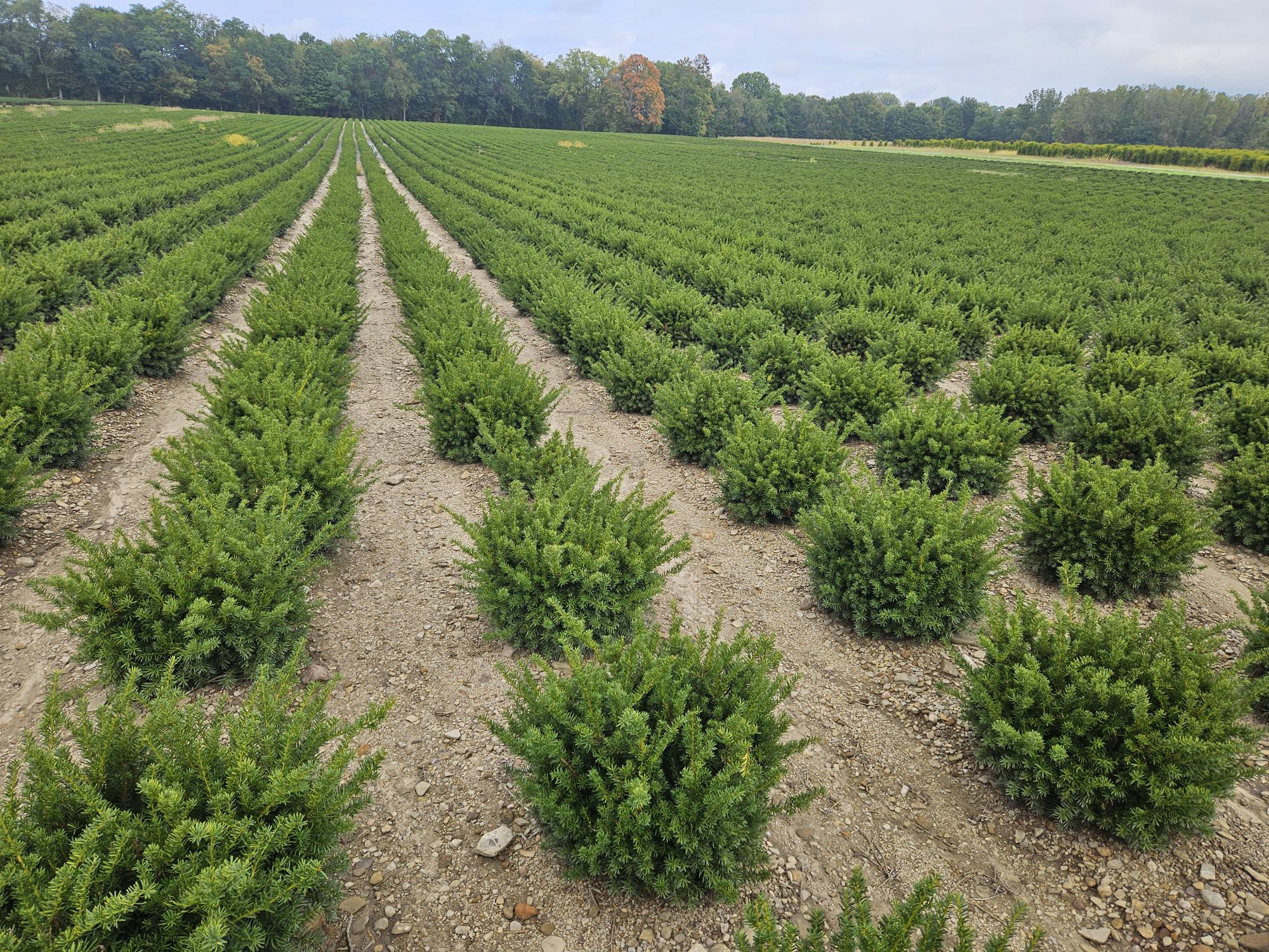 Taxus Densi 18in 9 26 25