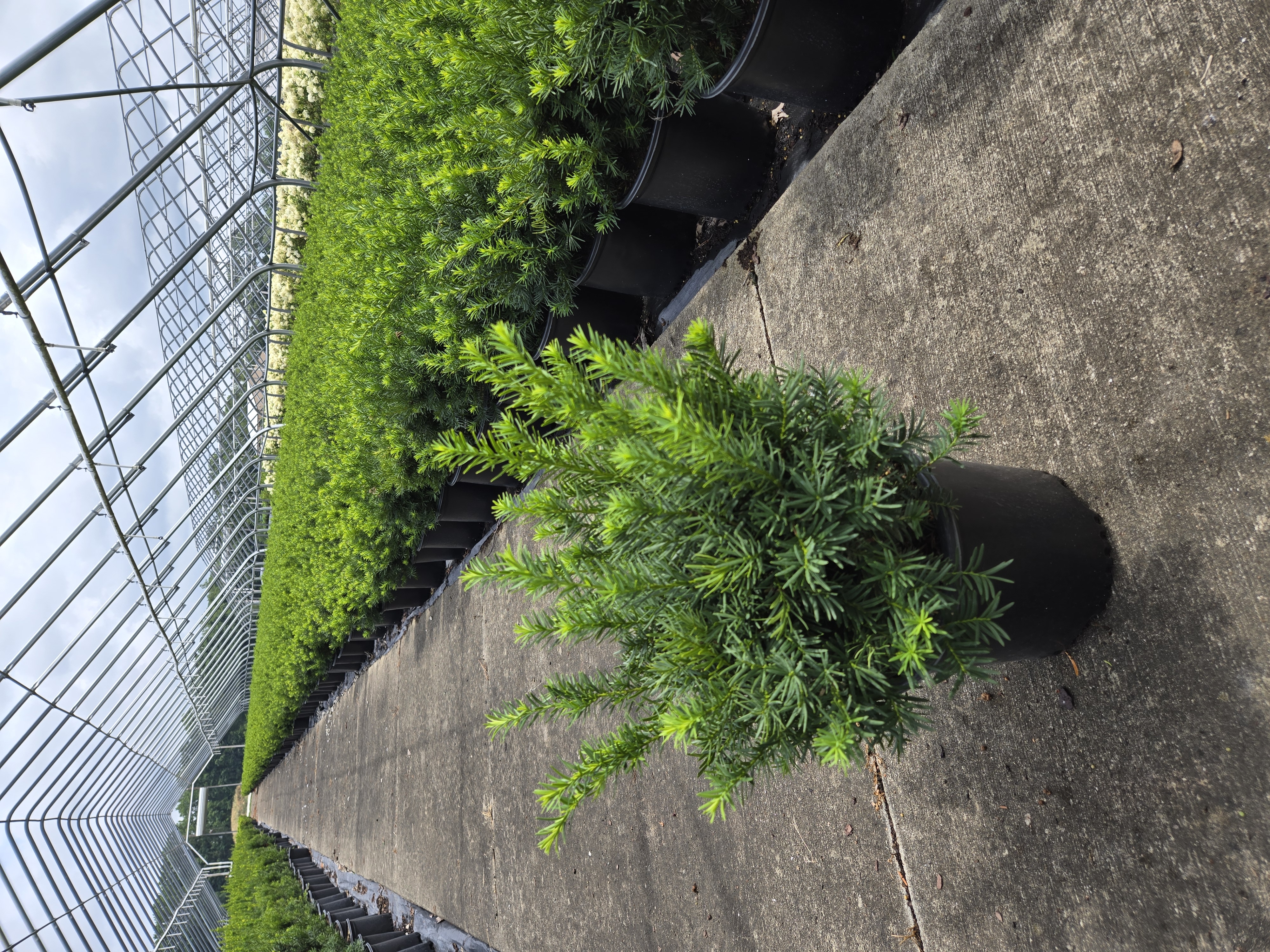 Taxus Densi 2g 2 7 25 25