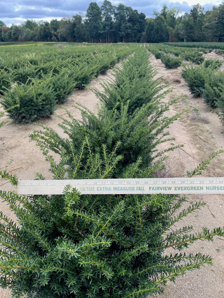 Taxus Everlow 15in 10 1 24