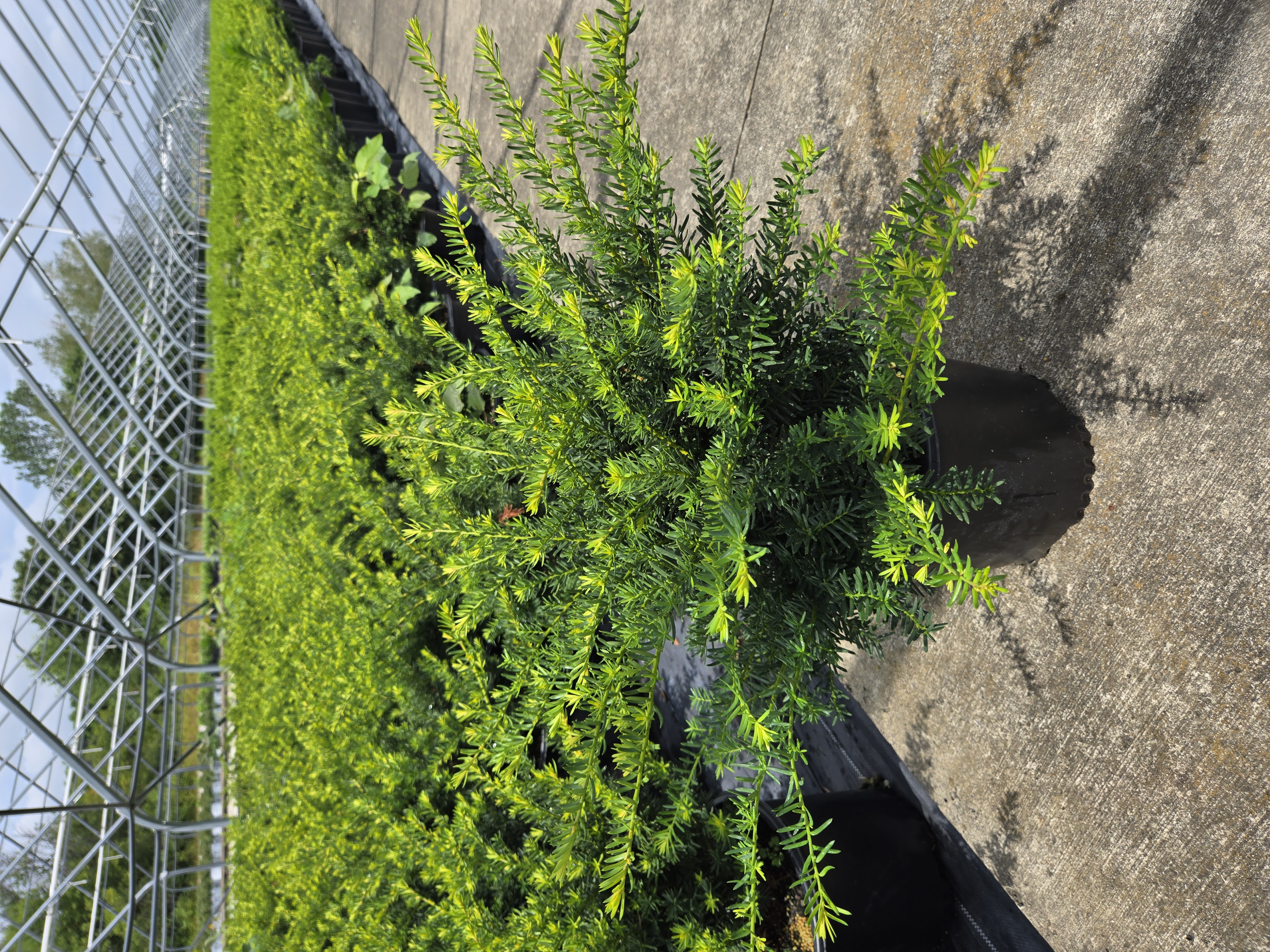 Taxus Everlow 2g 7 25 25