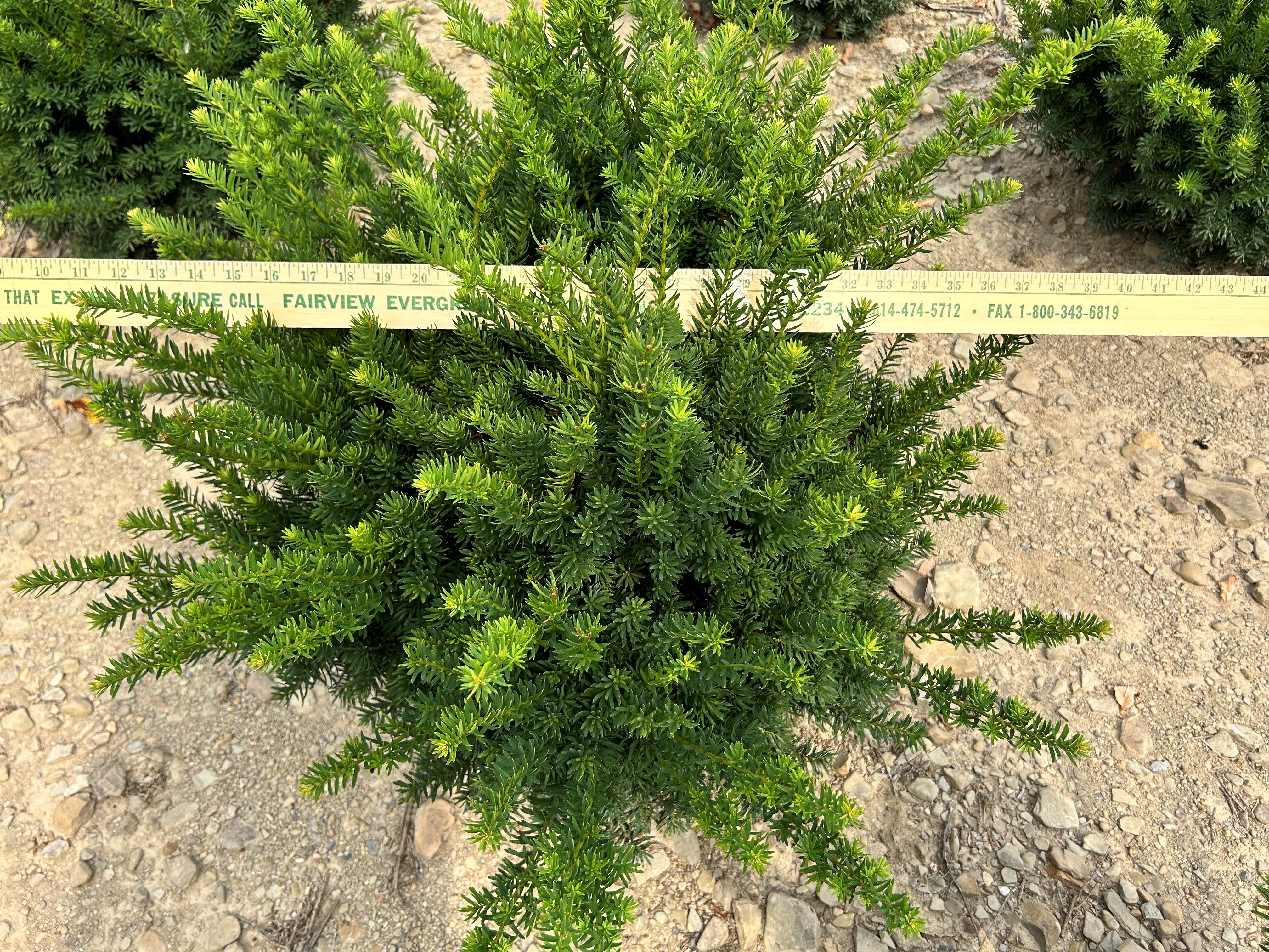 Taxus Fairview 18in 7 18 25