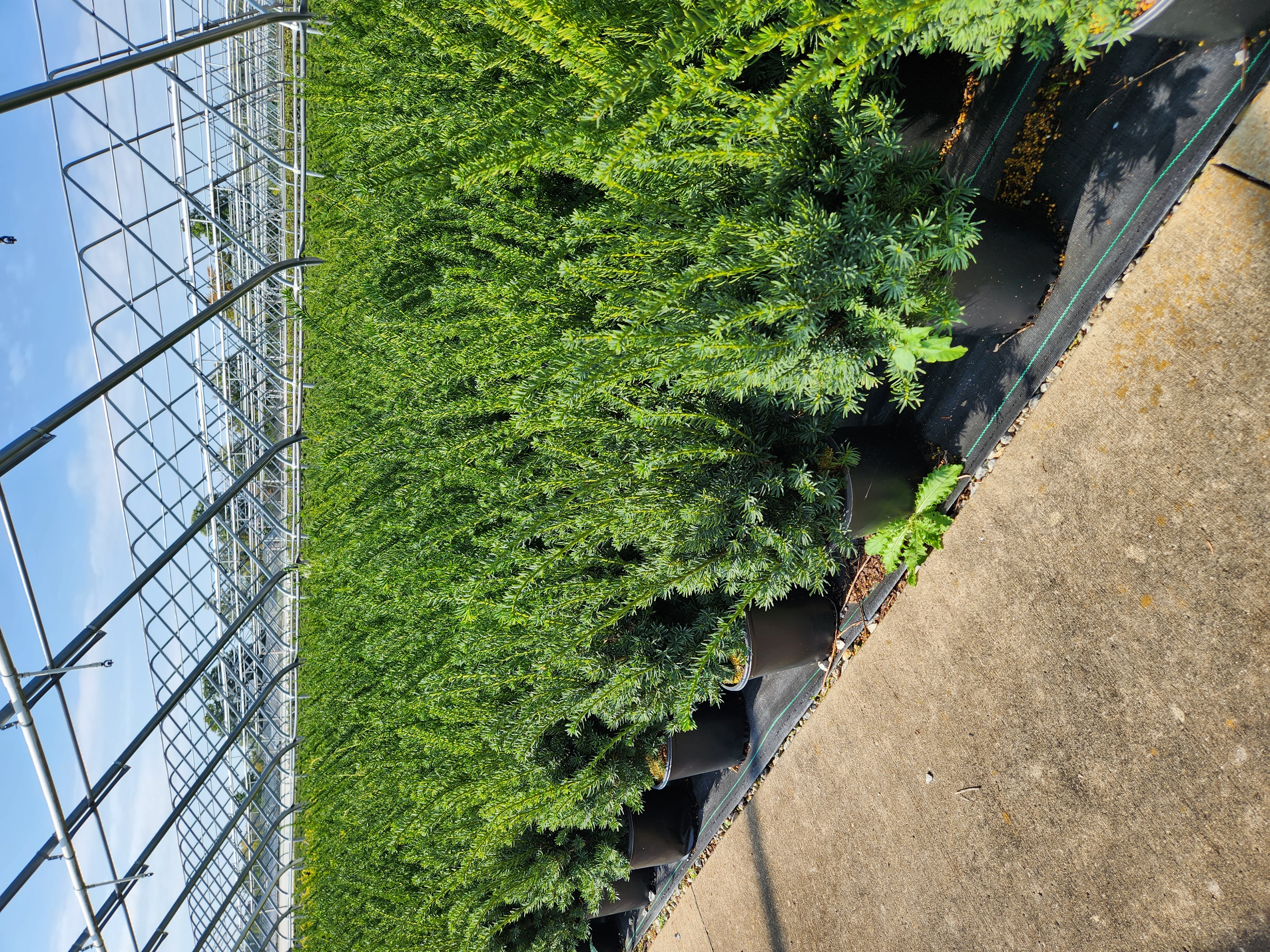 Taxus Fairview 2g 1 9 21 23