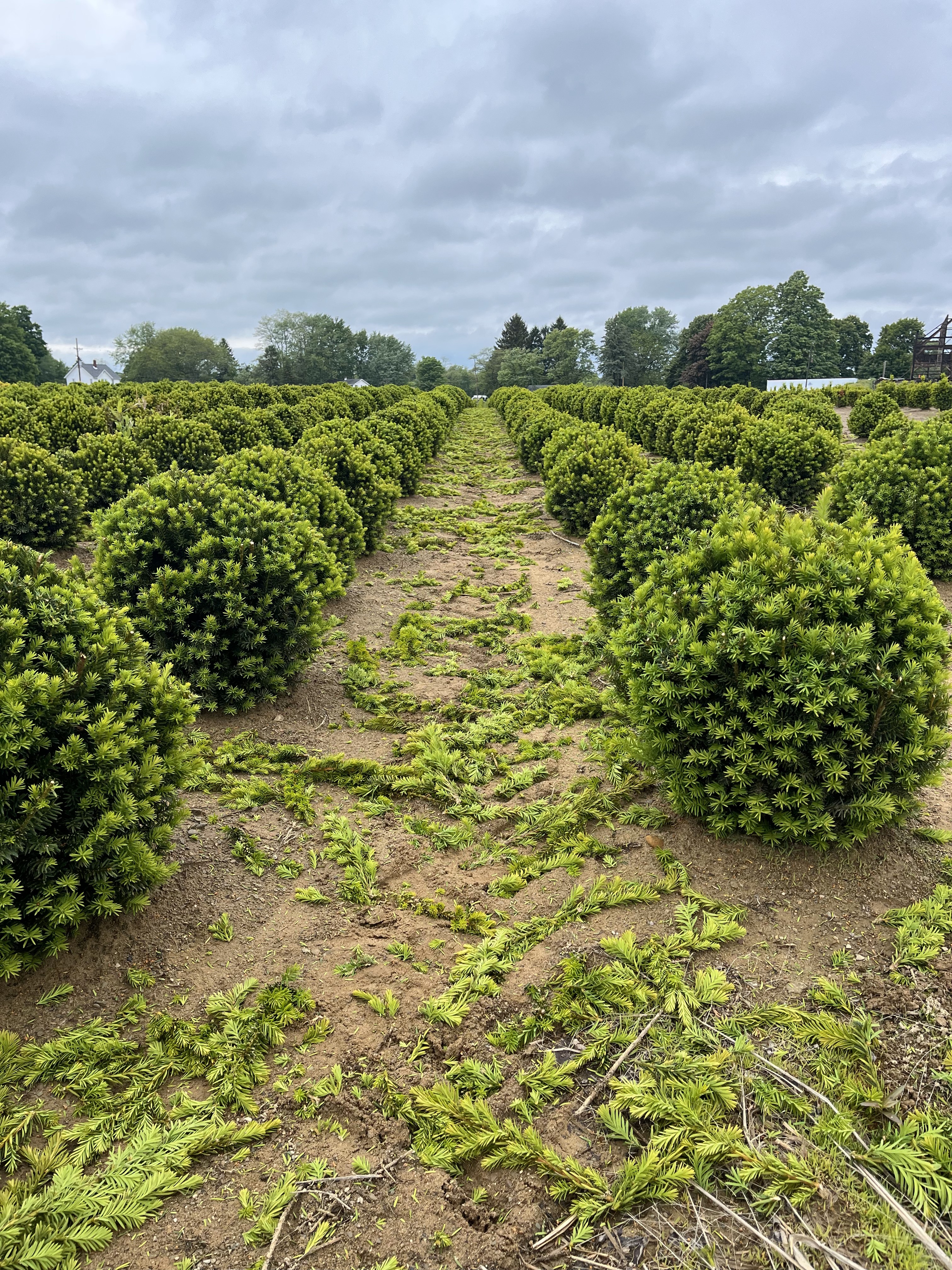 Taxus Fairview Freshly Sheared 5 21 25