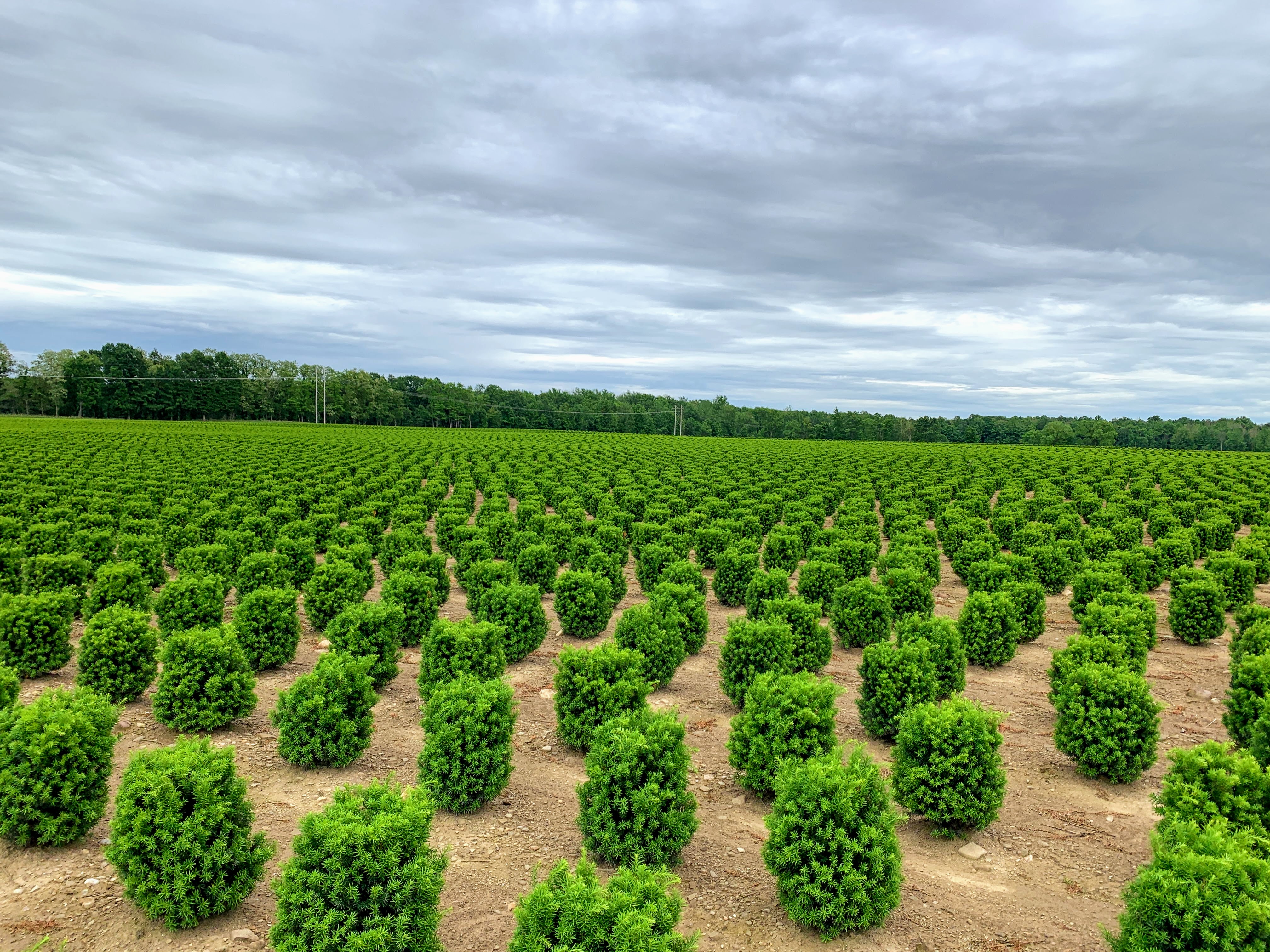 Taxus Hicksi on Hall Farm Summer 2019