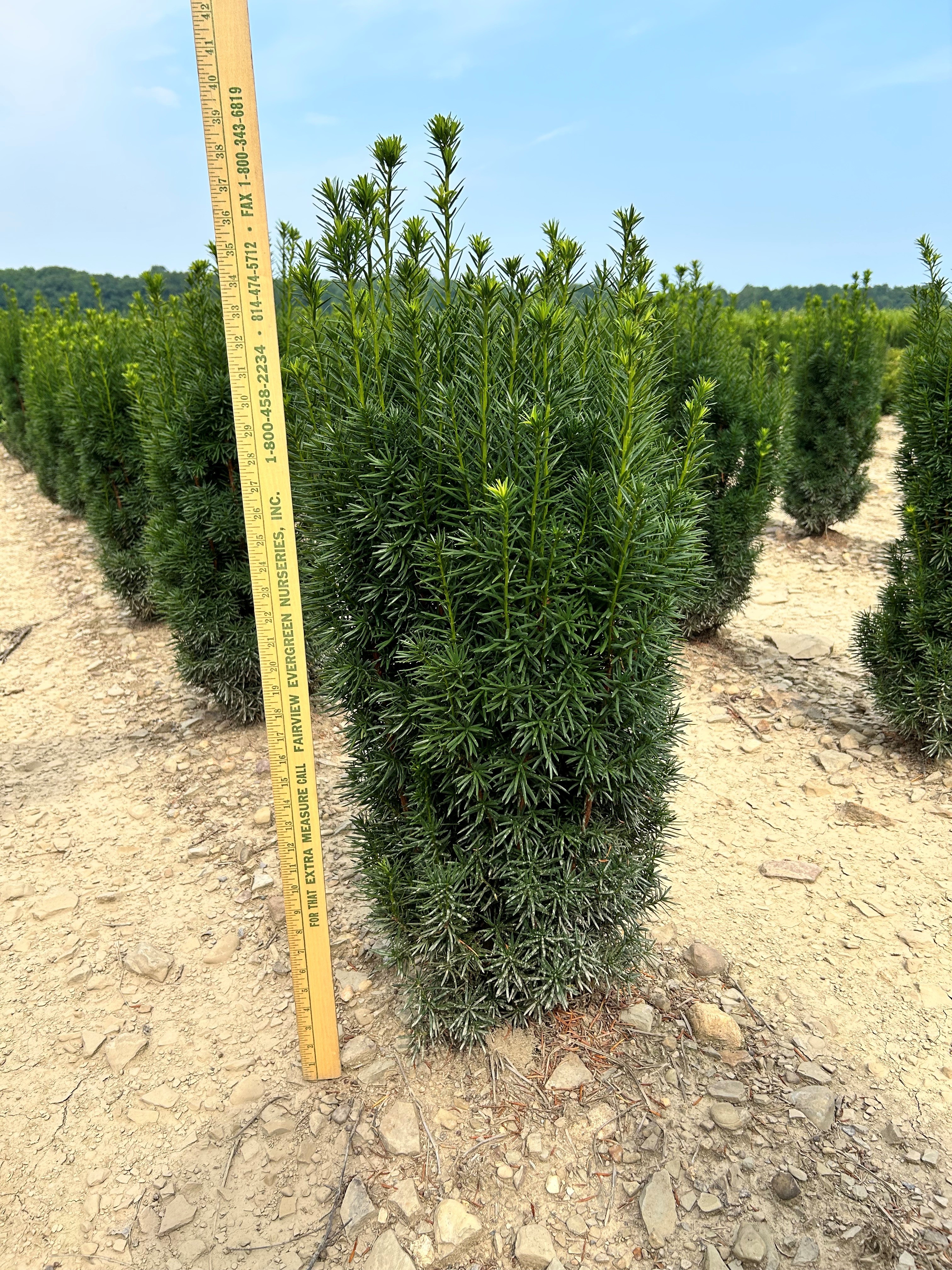 Taxus Majestic 2.5ft 1 7 18 25
