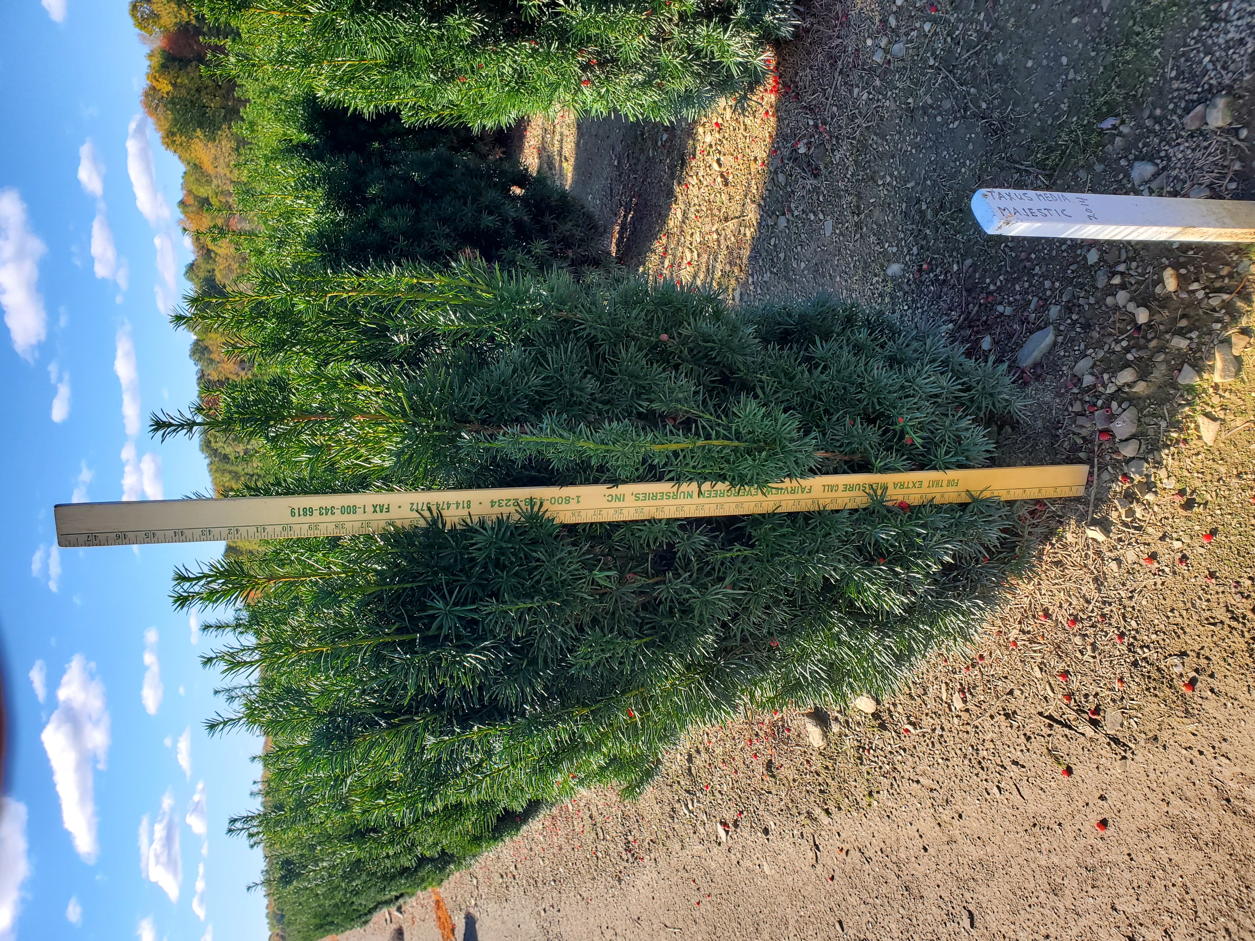 Taxus Majestic 3ft closeup Sturgeon C 10 16 20