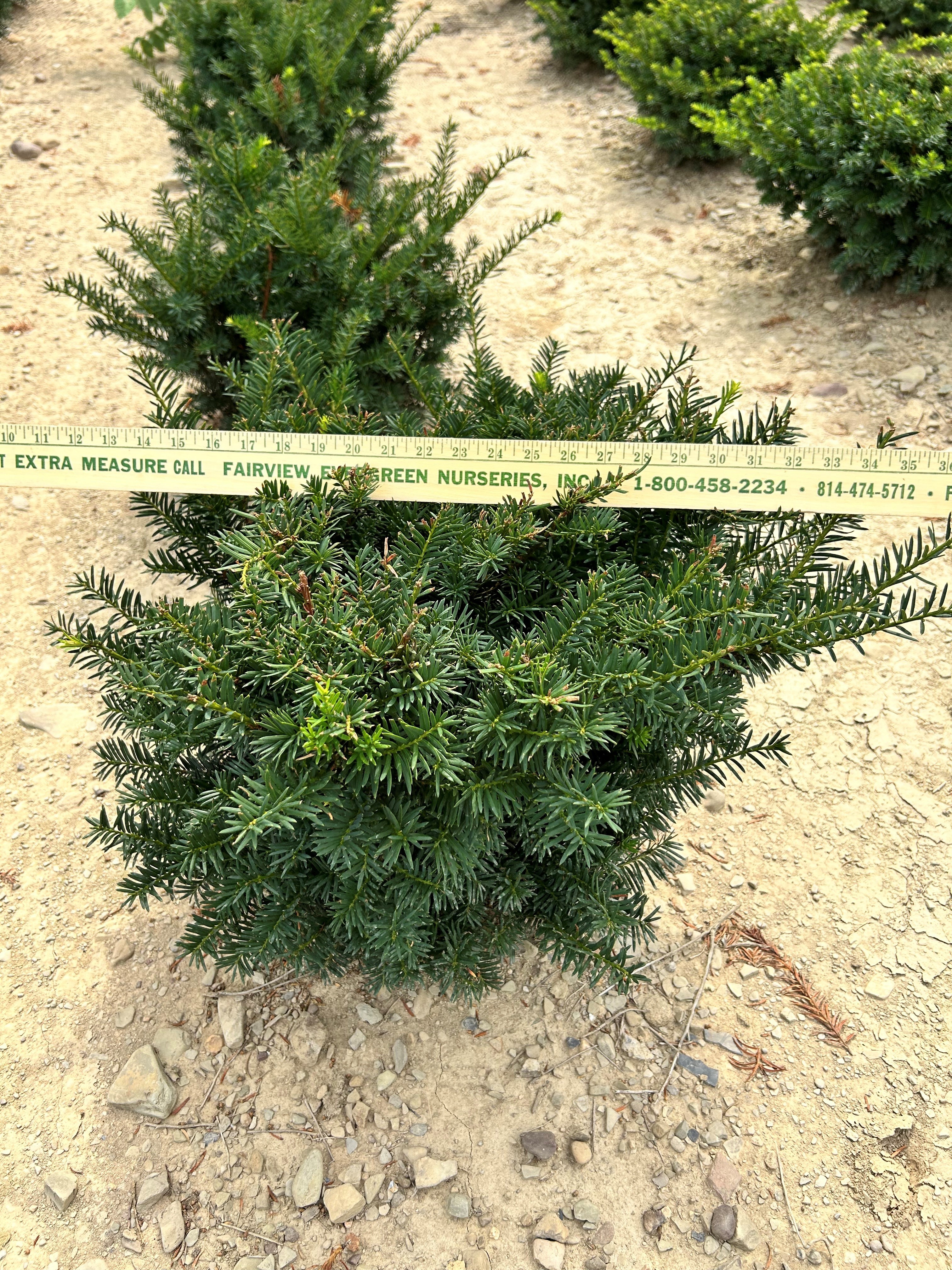 Taxus Nana 12in 7 18 25