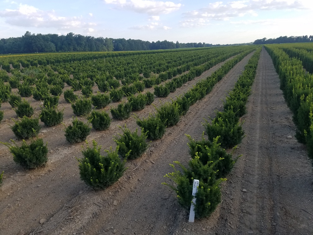 Taxus Nana 2 12 n 15in Sturgeon 7 18