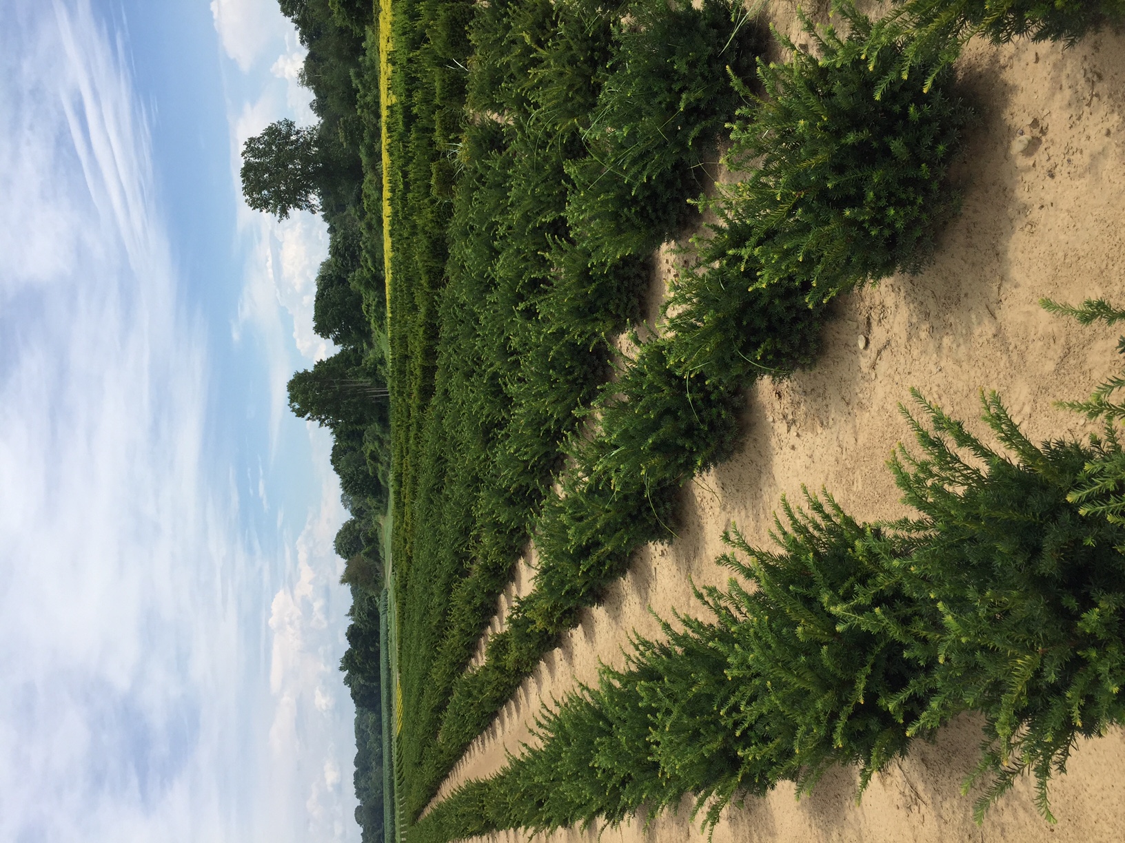 Taxus Nigra 18in rows Lukas 7 17