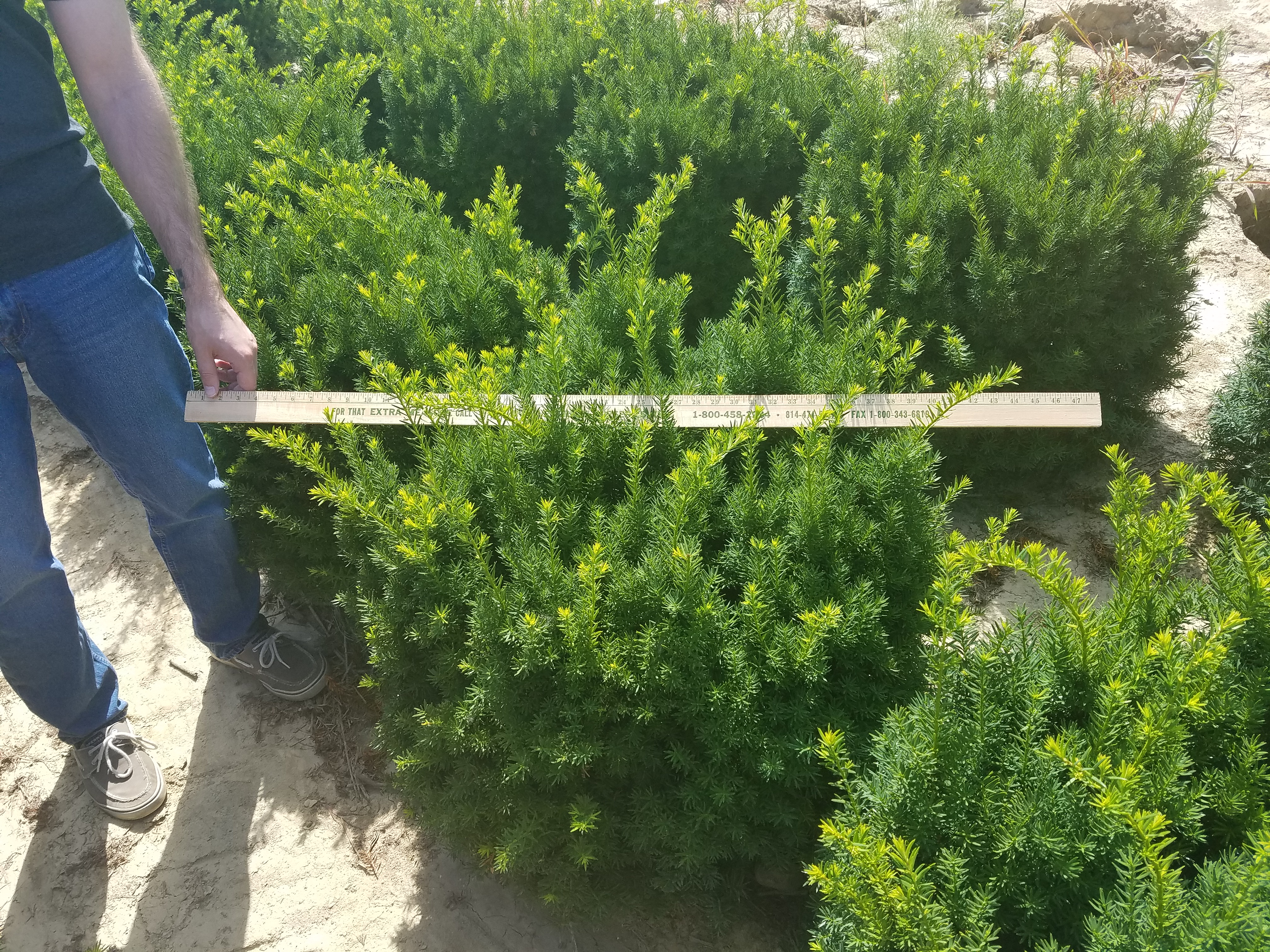 Taxus Nigra 2ft 7 16