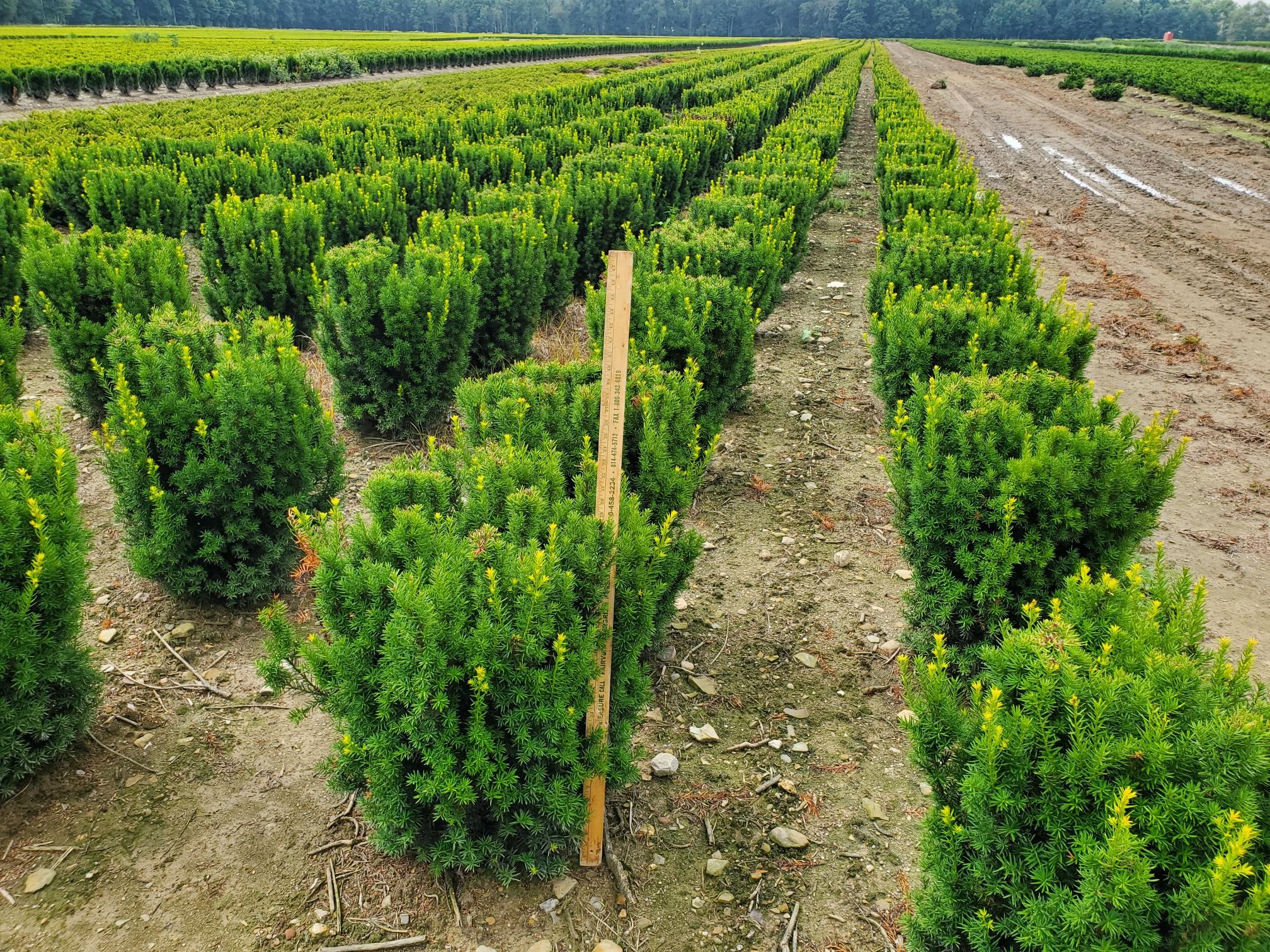 Taxus Nova 2ft 7 13 21