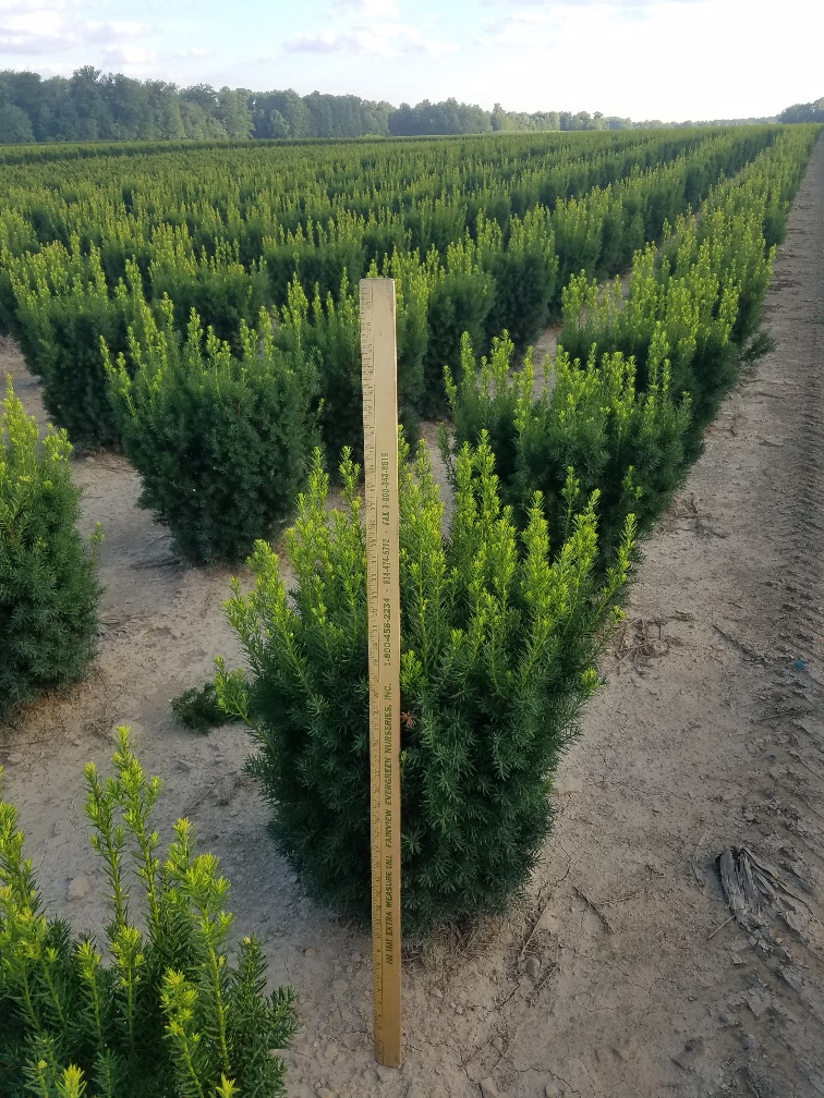 Taxus Nova 2ft closeup Sturgeon 7 18