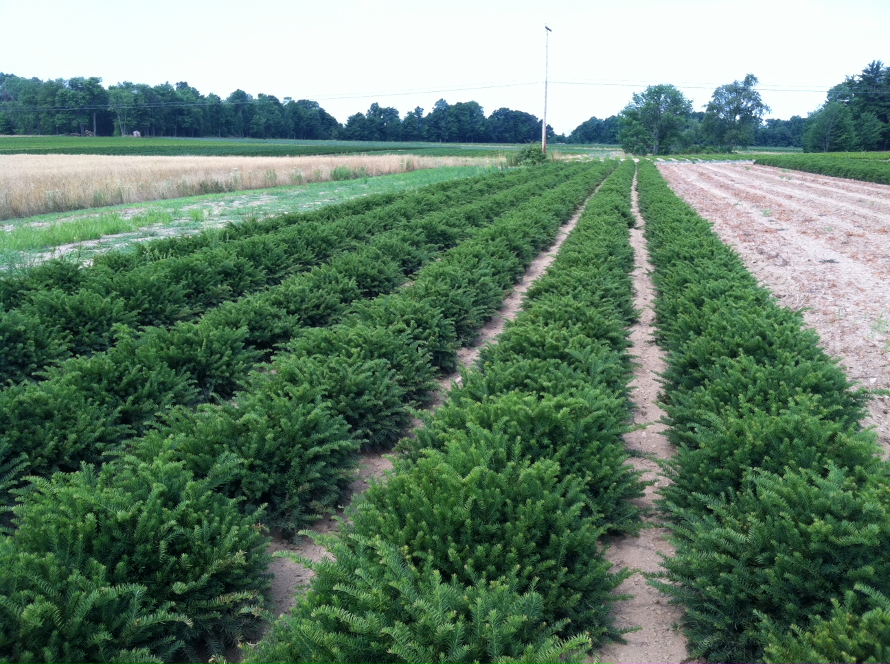 Taxus Repandens 2ft blk 7 12