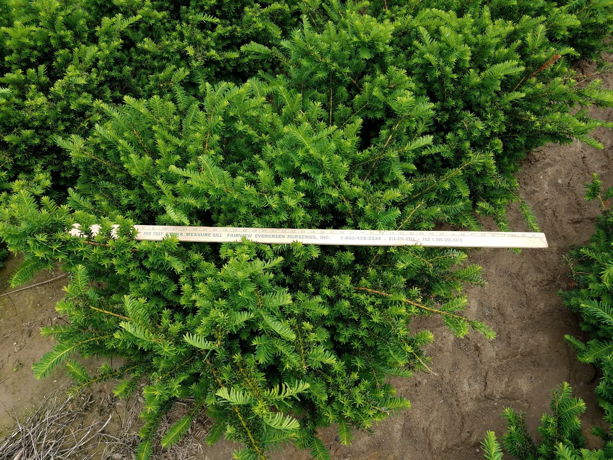 Taxus Wardi 2ft 6 4 18