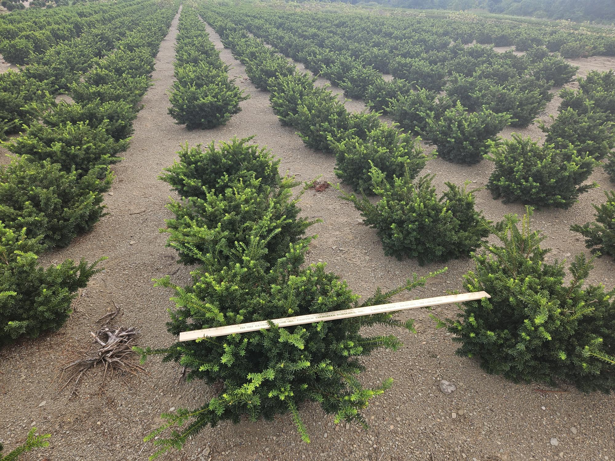 Taxus Wardi 2ft 8 21 23