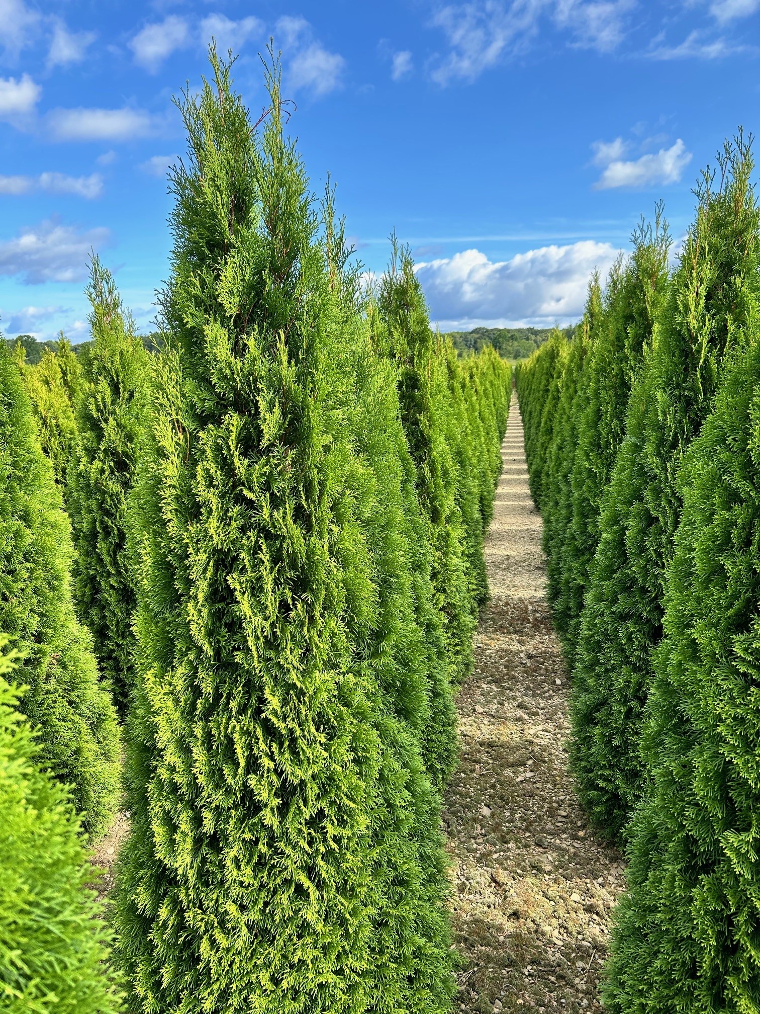 Thuja Emerald 5ft Block 8 1 24