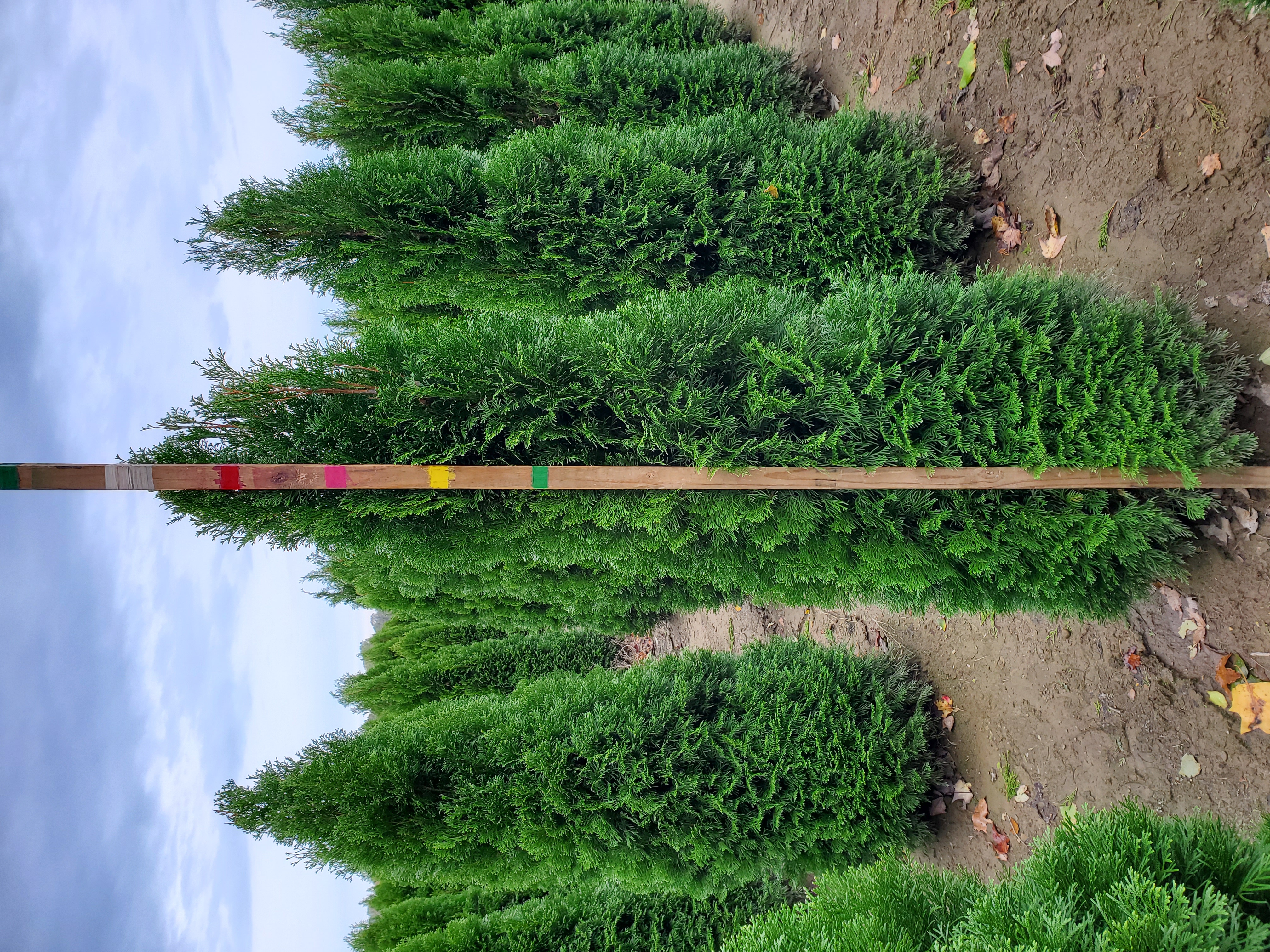 Thuja Emerald 5ft TOG wStick 10 25 19