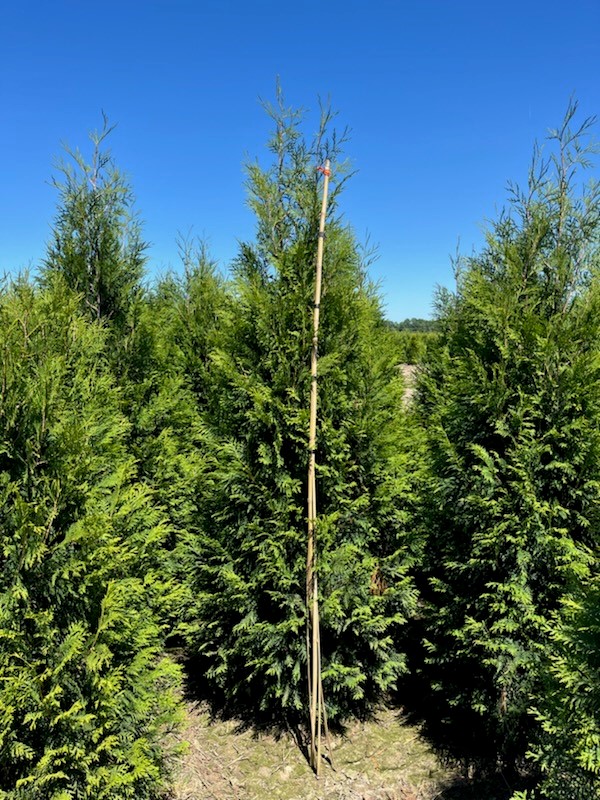 Thuja Fairview 5 30 24